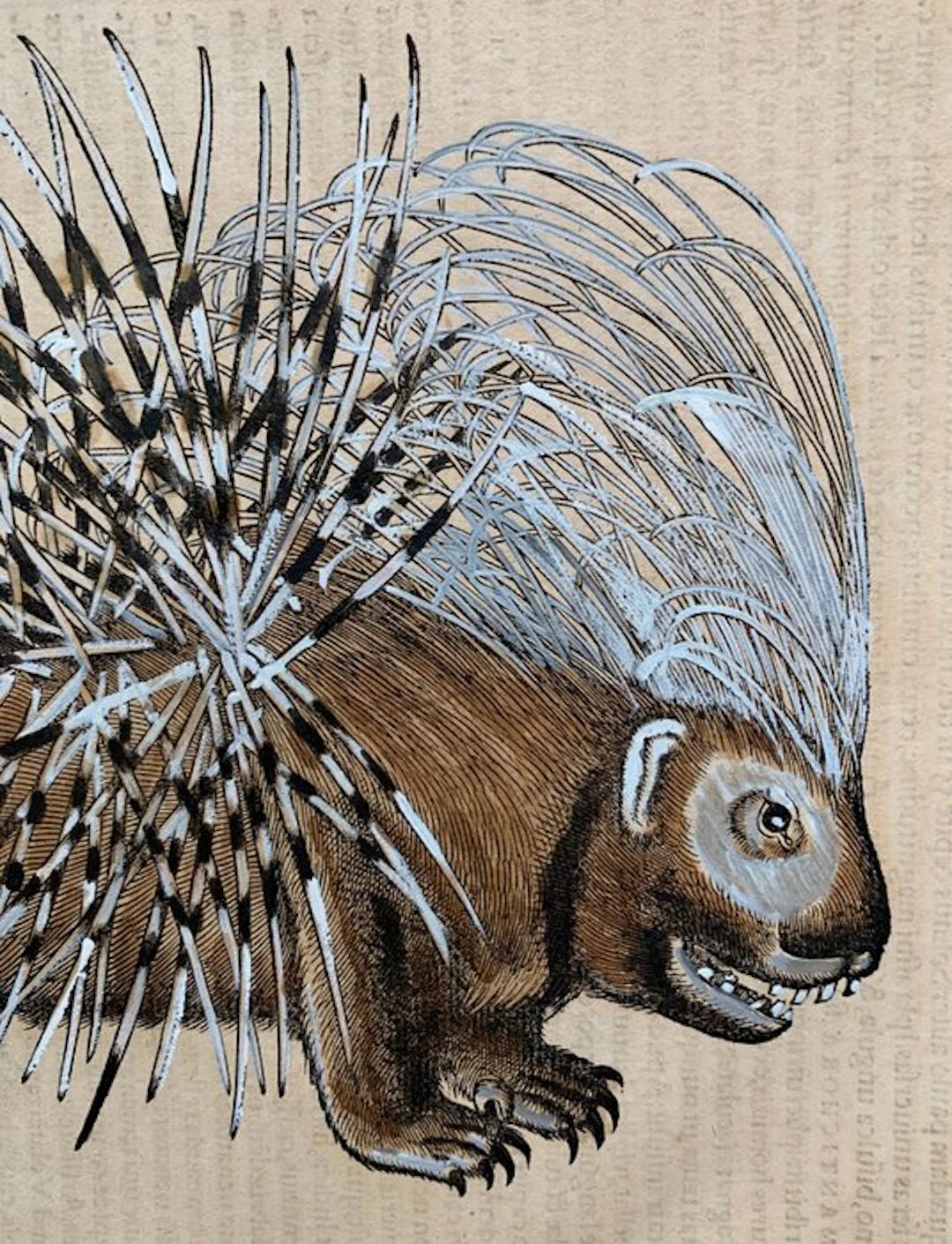 Conrad Gesner - Icones animalium quadrupedum uiuiparorum et ouiparorum - 1555