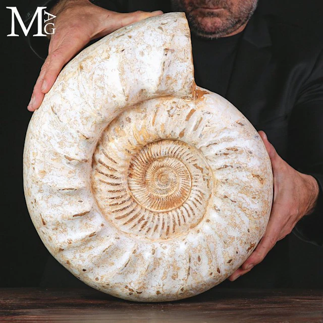 Jurassic Fossil Ammonite - Large Kranaosphinctes Rabei...
