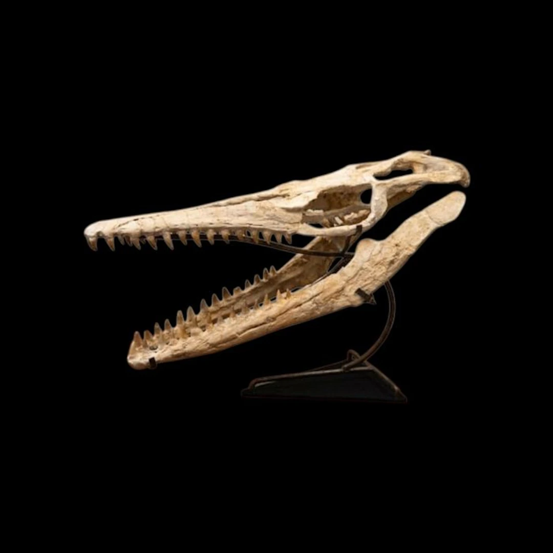 Mosasaur - Fossil skull - 67 cm - 41 cm