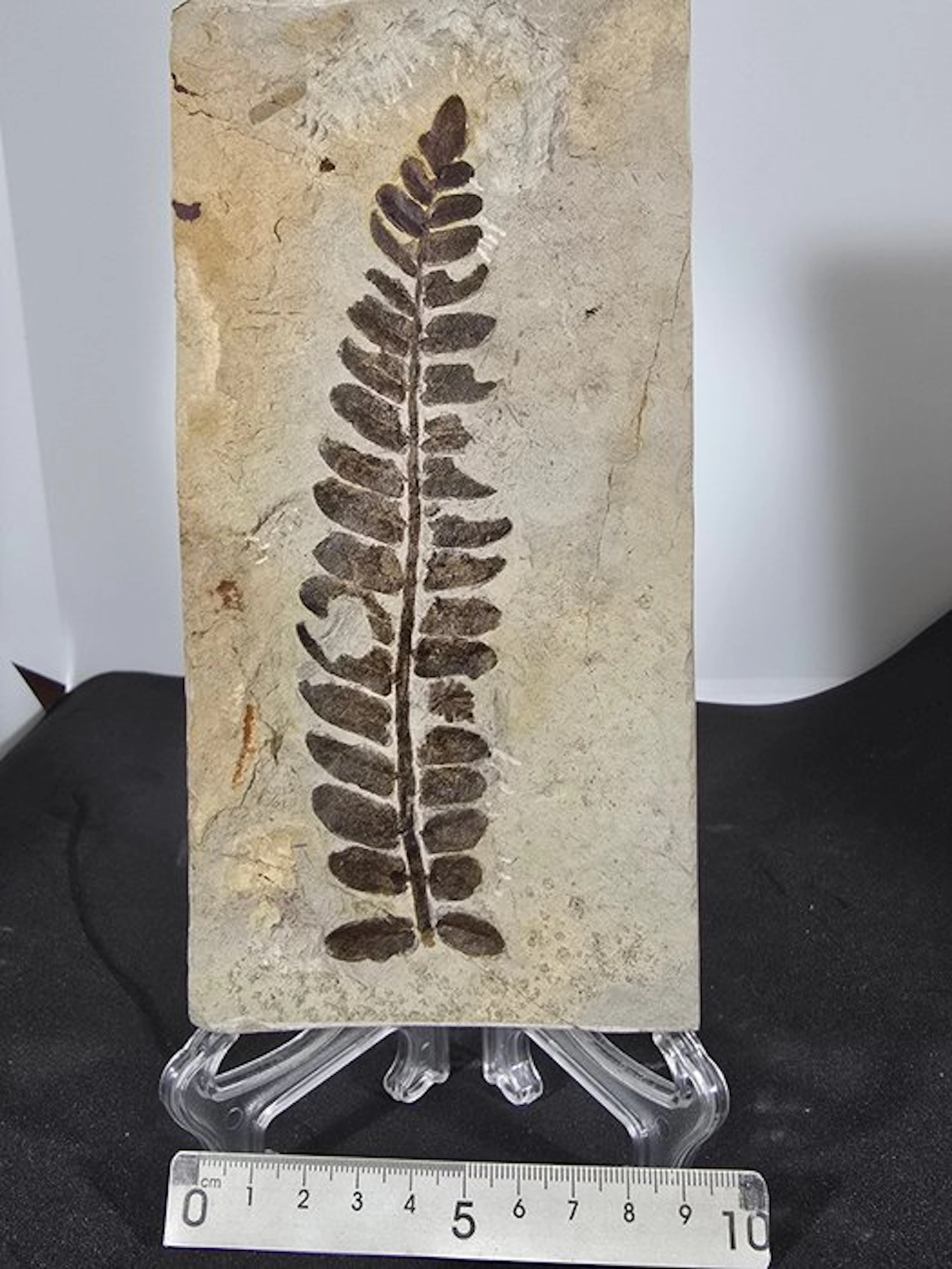 Fern - Fossil plate matrix - Neuropteris ovata (No reserve price)
