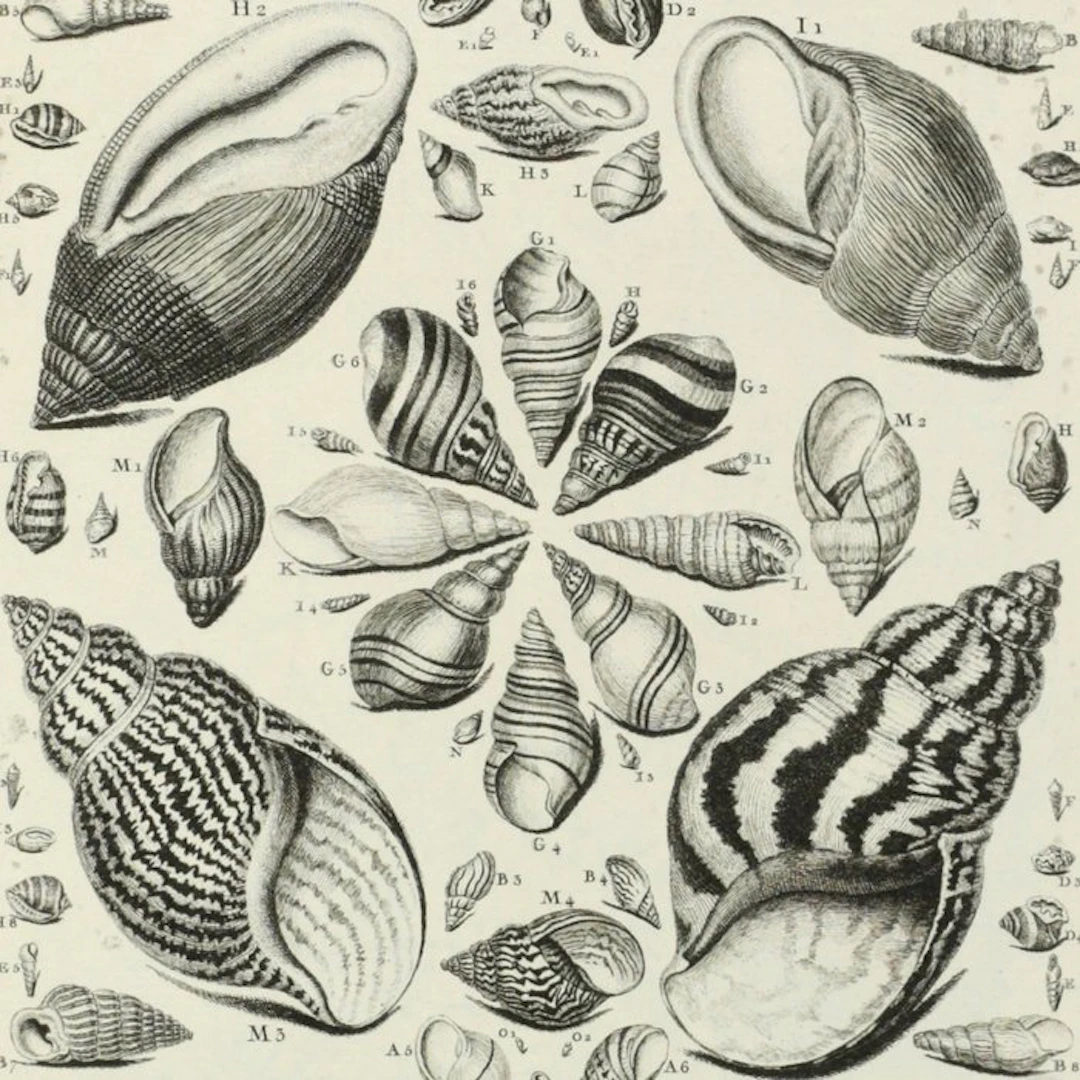 Dezallier d'Argenville
