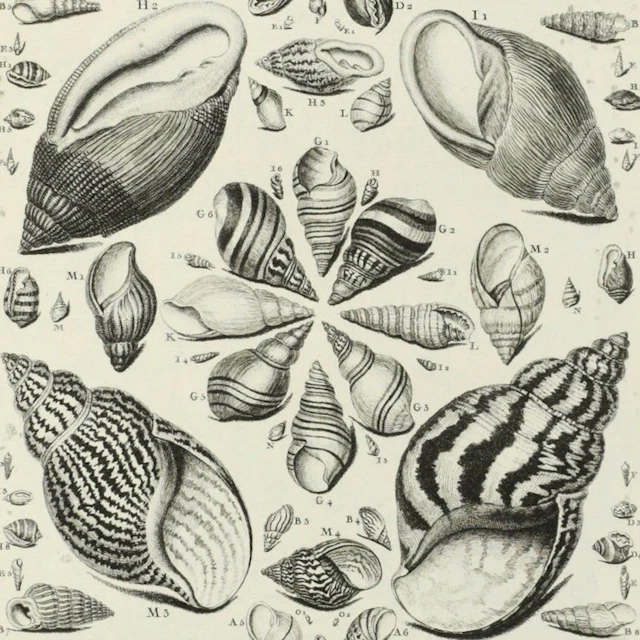 Dezallier d'Argenville