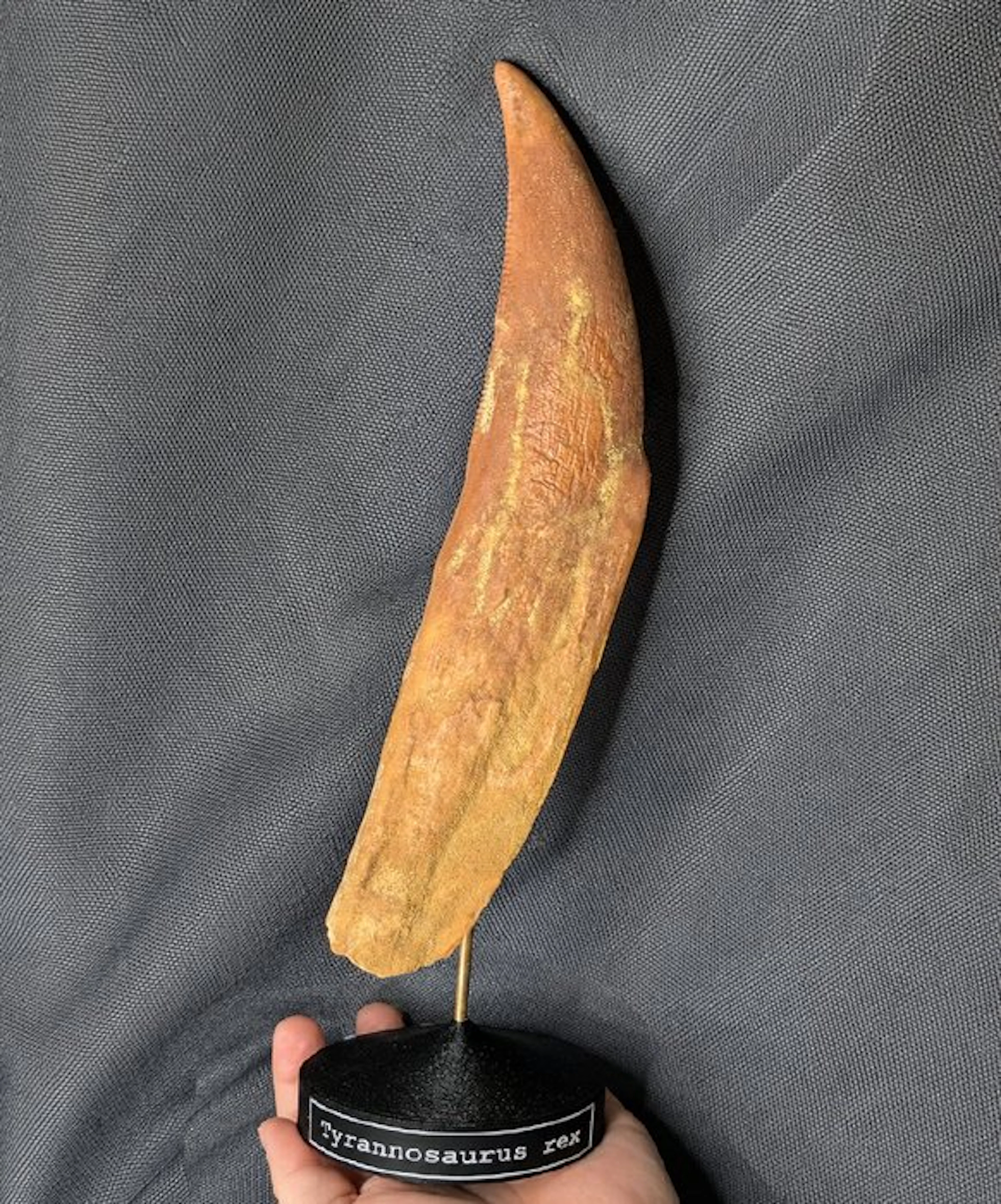 Museum-Grade REPLICA - Fossil tooth - Tyrannosaurus rex...