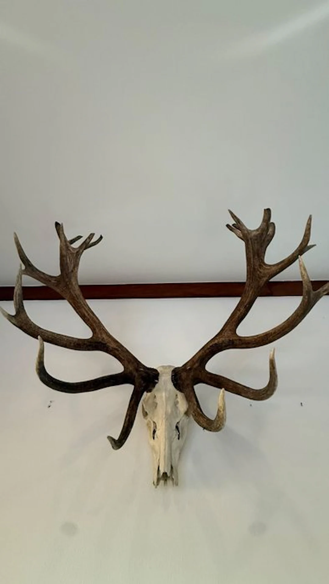 Hunting trophy