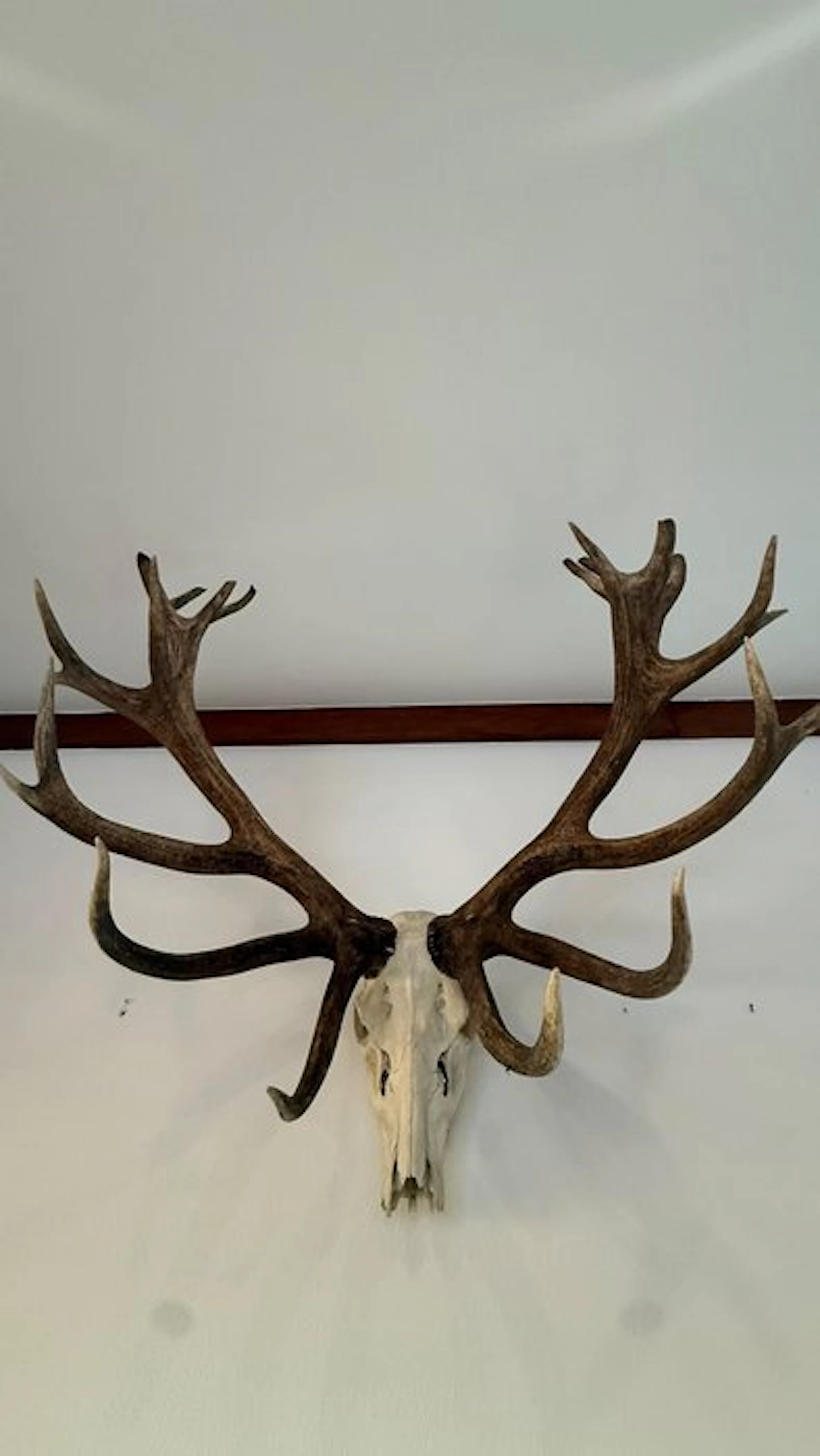 Hunting trophy