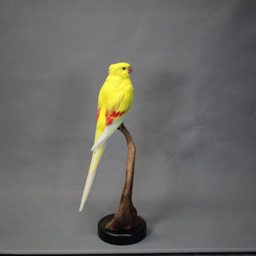 Shielded parakeet