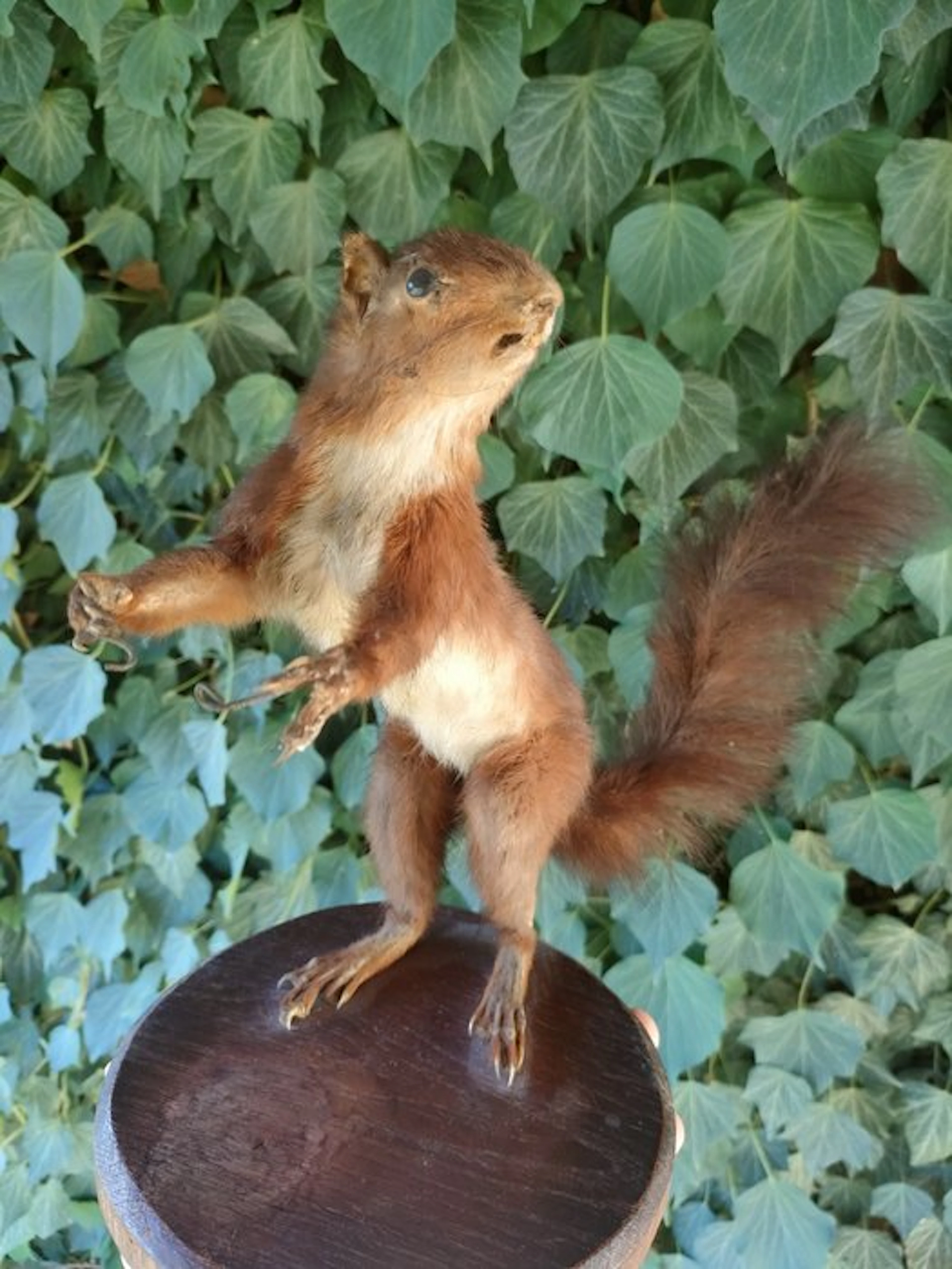 Squirrel Taxidermy full body mount - Sciurus vulgaris...