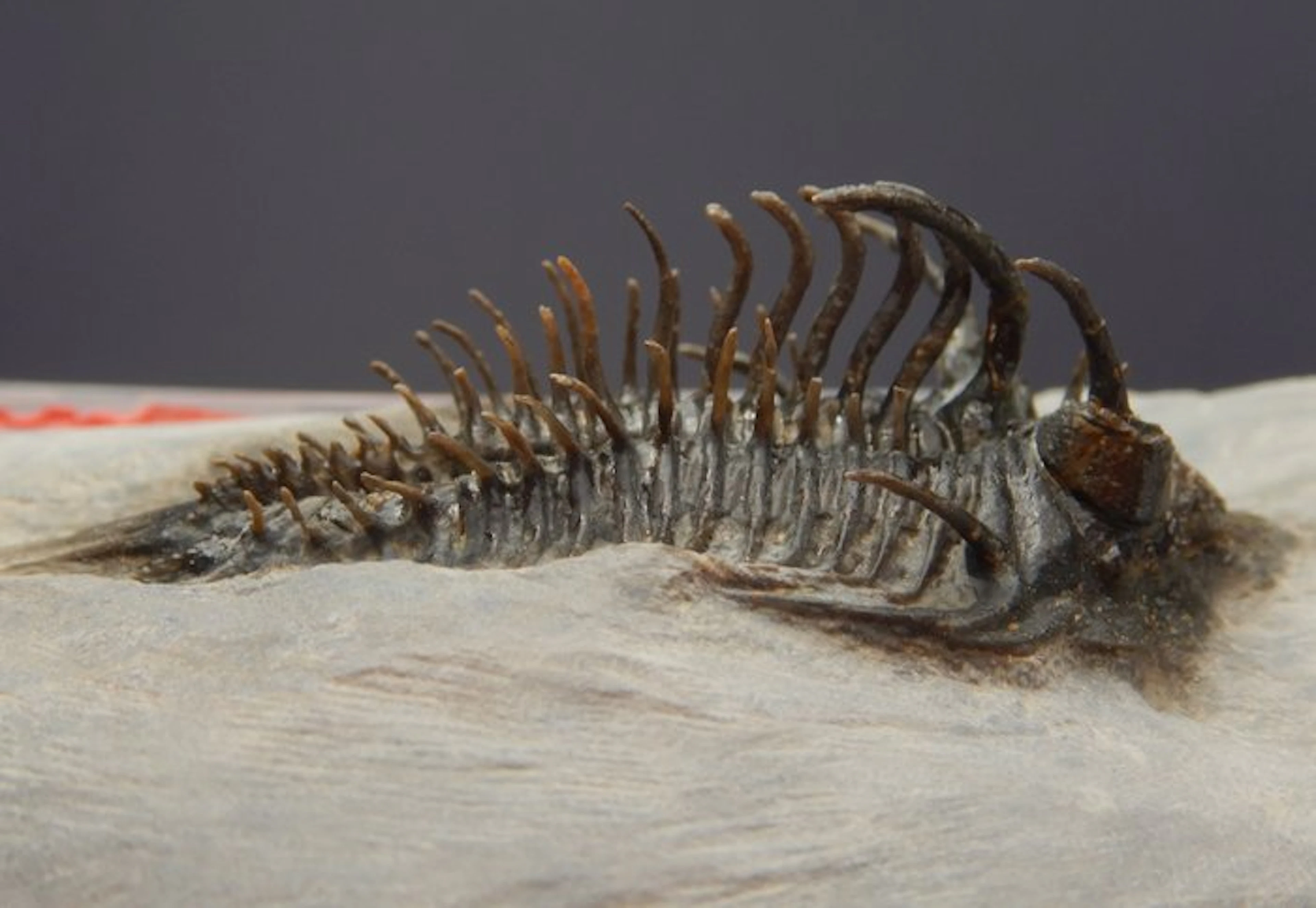 Spiny Trilobite - Fossil skeleton - Comura butlyncki - 10 cm - 14 cm