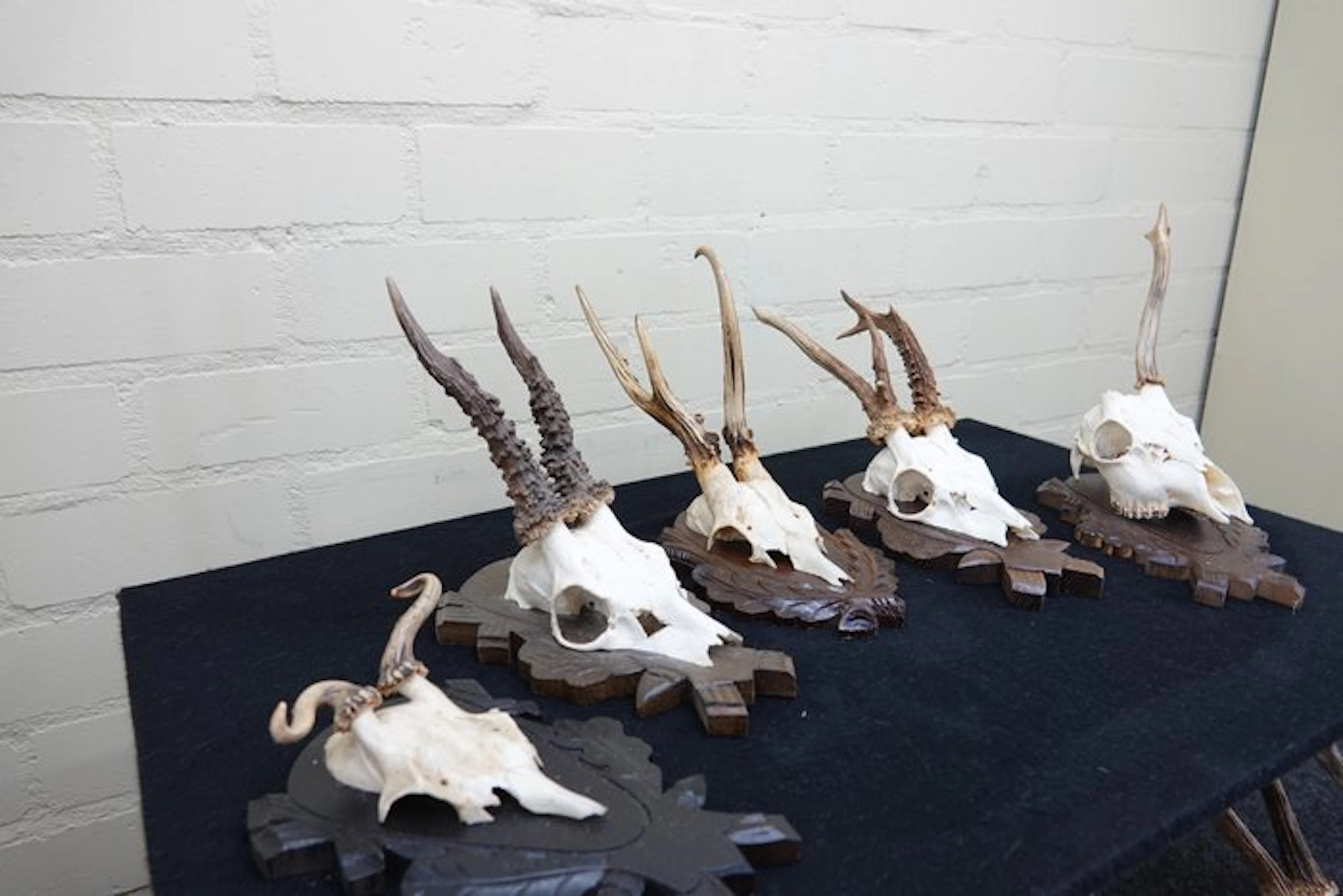 abnormal Roebuck Skull - Capreolus capreolus - 0 cm - 0...