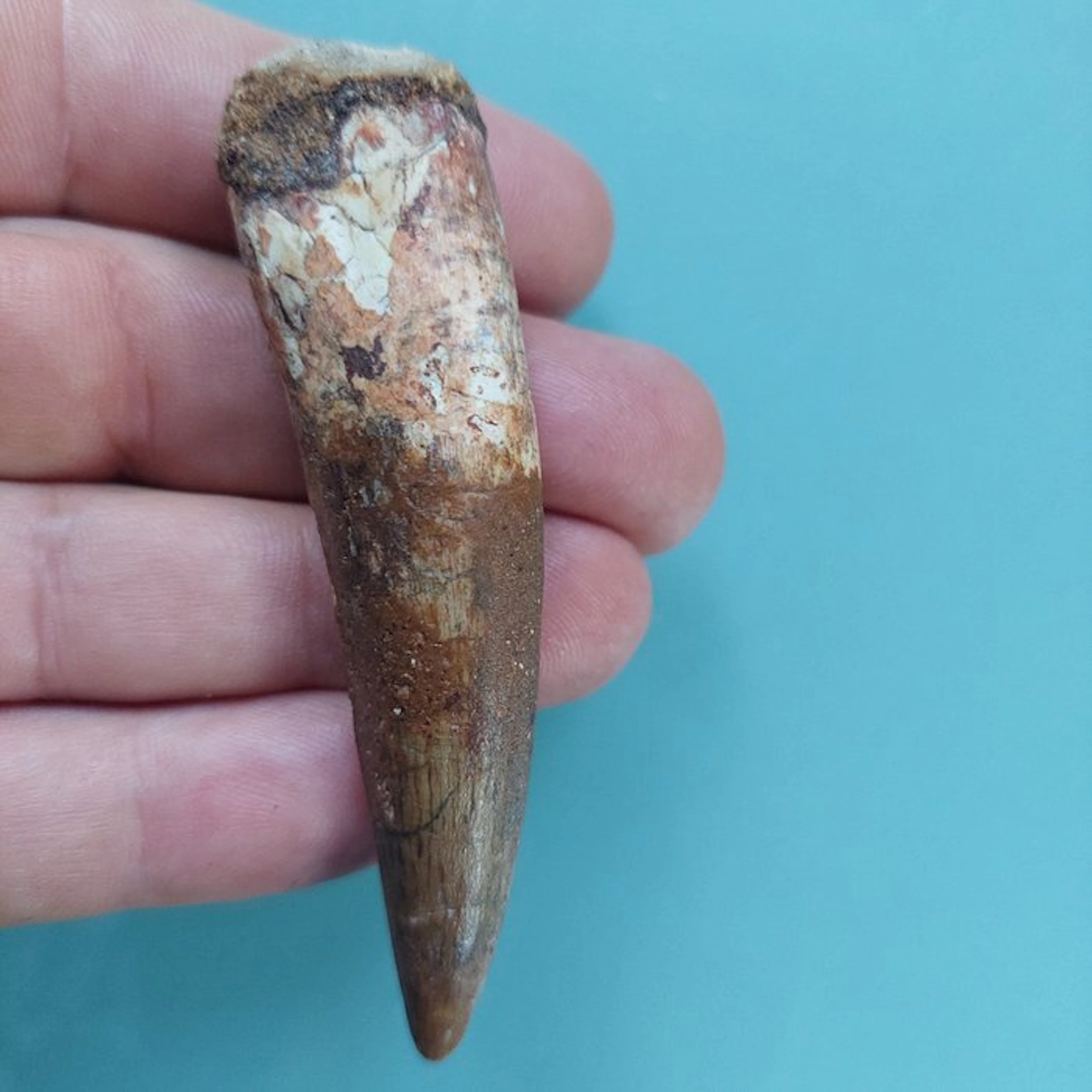 Spinosaur - Fossil tooth - 83 mm - 20 mm
