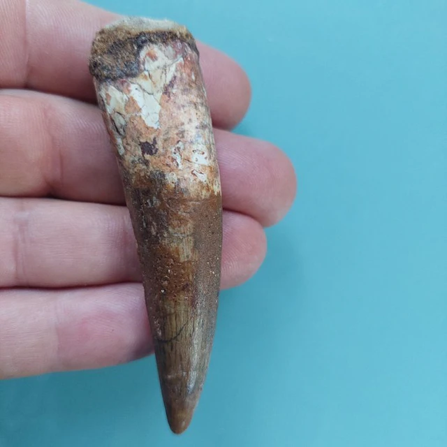 Spinosaur - Fossil tooth - 83 mm - 20 mm