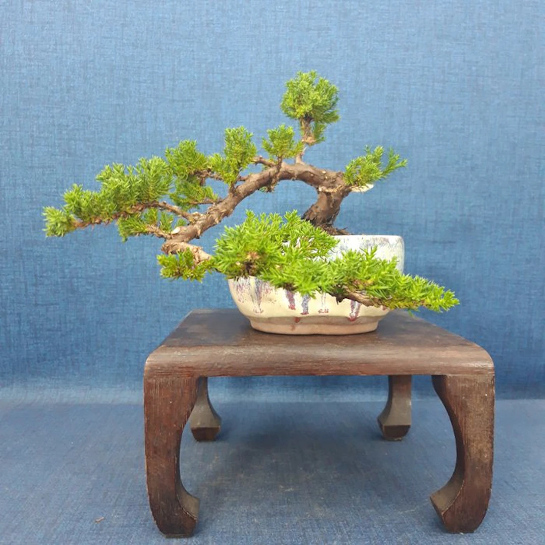 Juniper bonsai (Juniperus) - Height (Tree): 13 cm - Depth (Tree): 26 cm - Spain