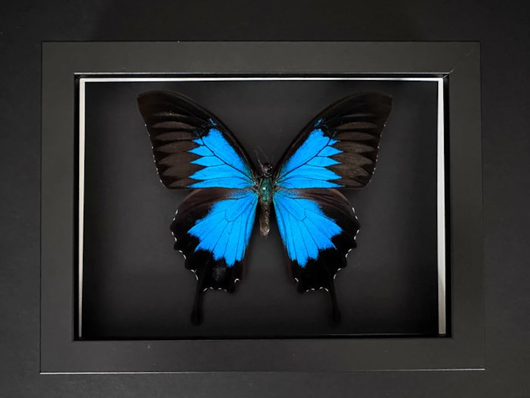 Butterfly Taxidermy full body mount - Papilio Ulysses...