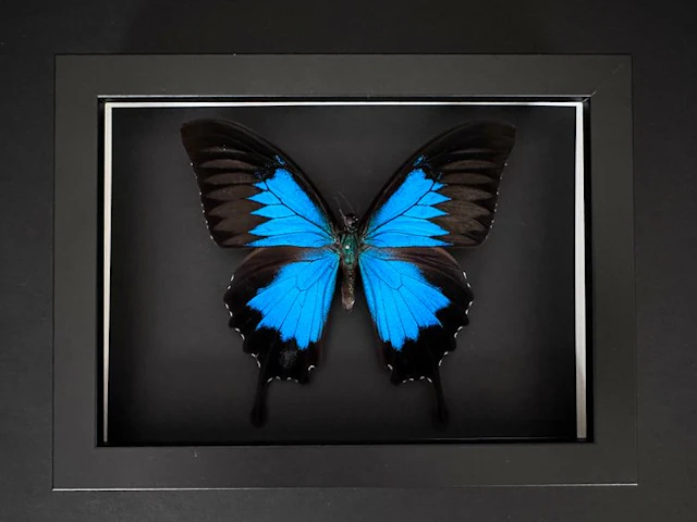 Butterfly Taxidermy full body mount - Papilio Ulysses...