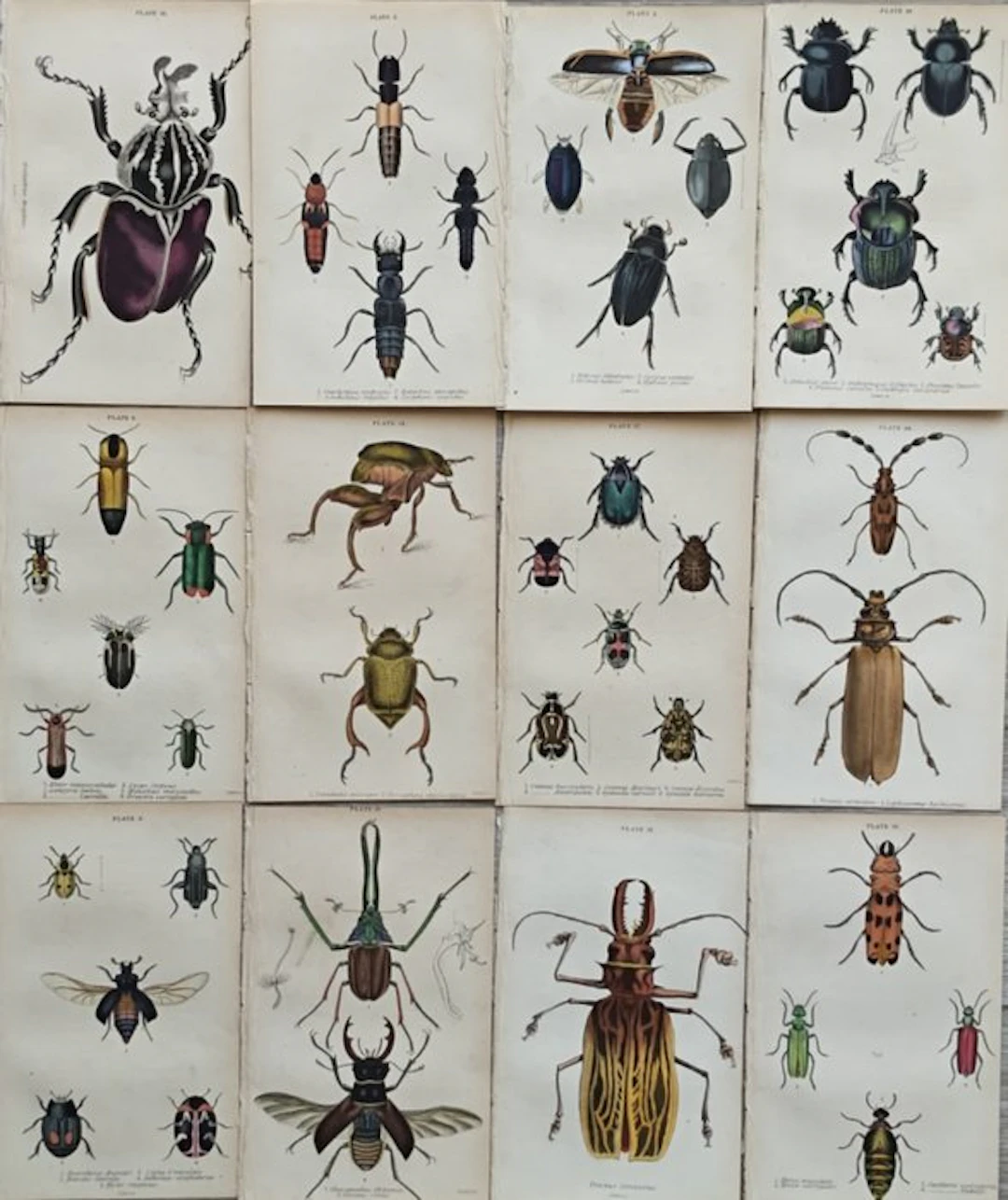Sir William Jardine (1800–1874) - Lot of 12 plates "The...