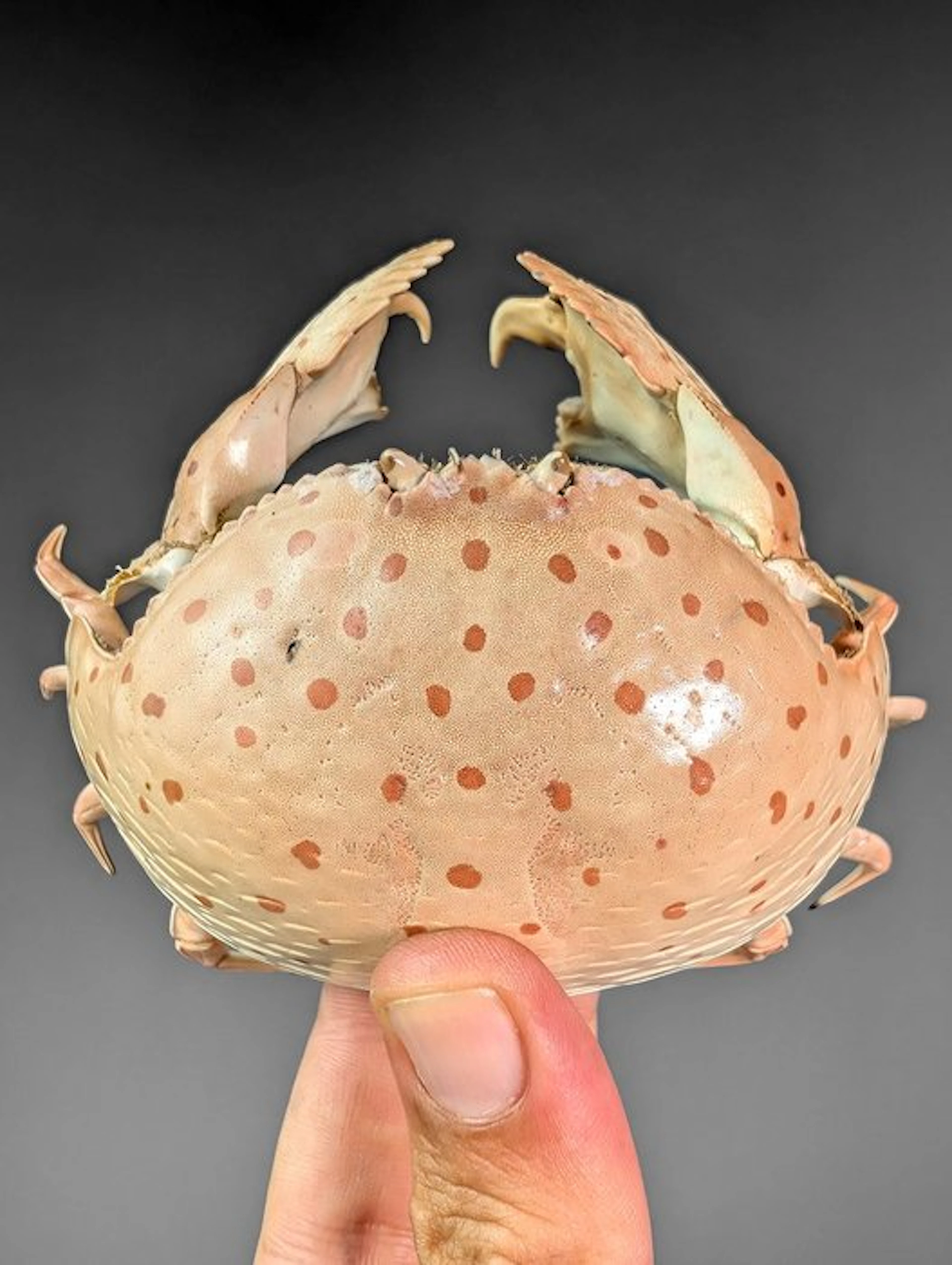 Smooth box crab - READ THE DESCRIPTION Carapace - Calappa...