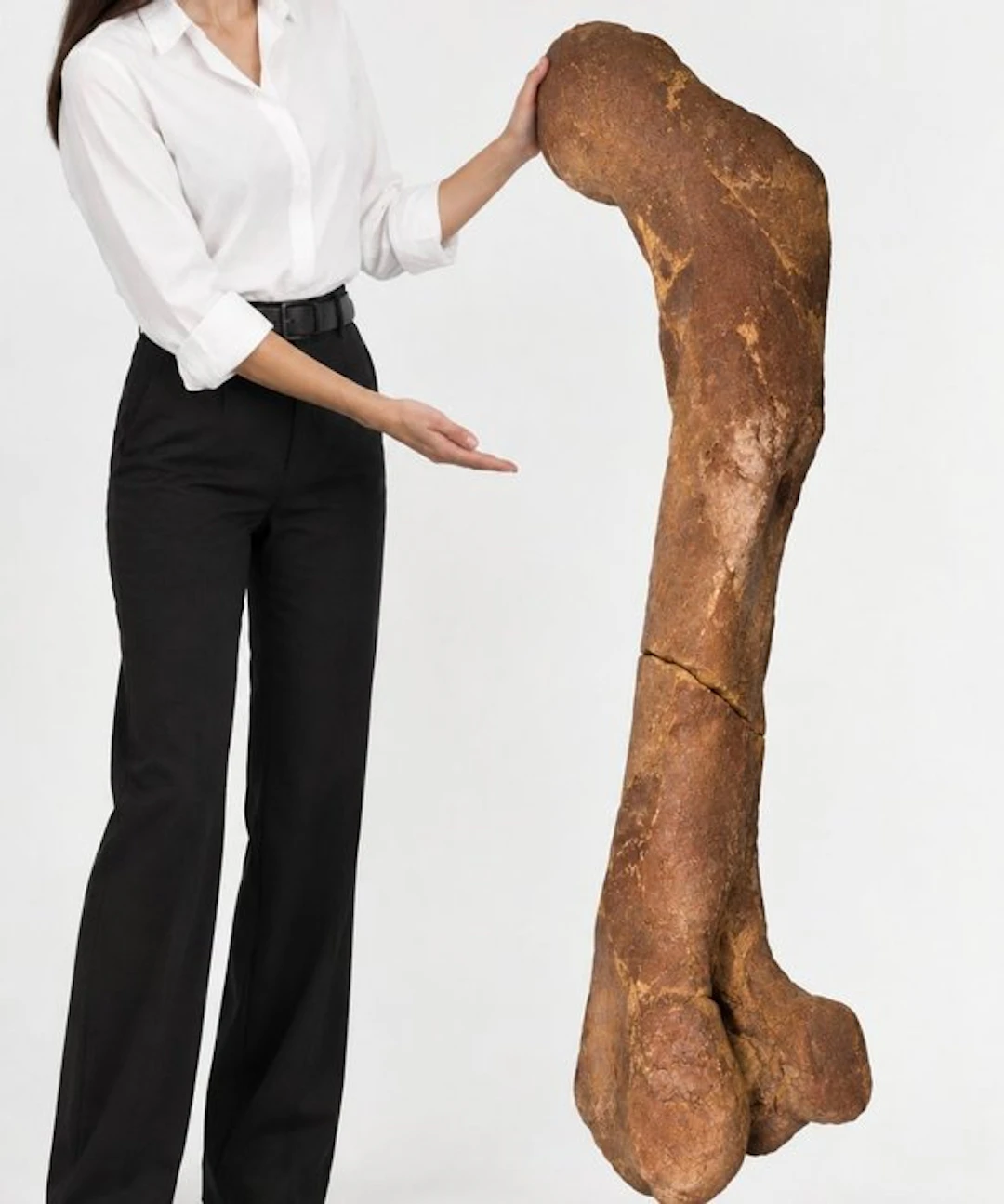 Fossil skeleton - Tyrannosaurus Rex femur - Museum-Grade...