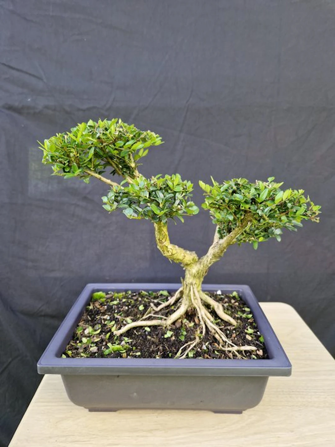honeysuckle - Height (Tree): 29 cm - Depth (Tree): 36 cm - France