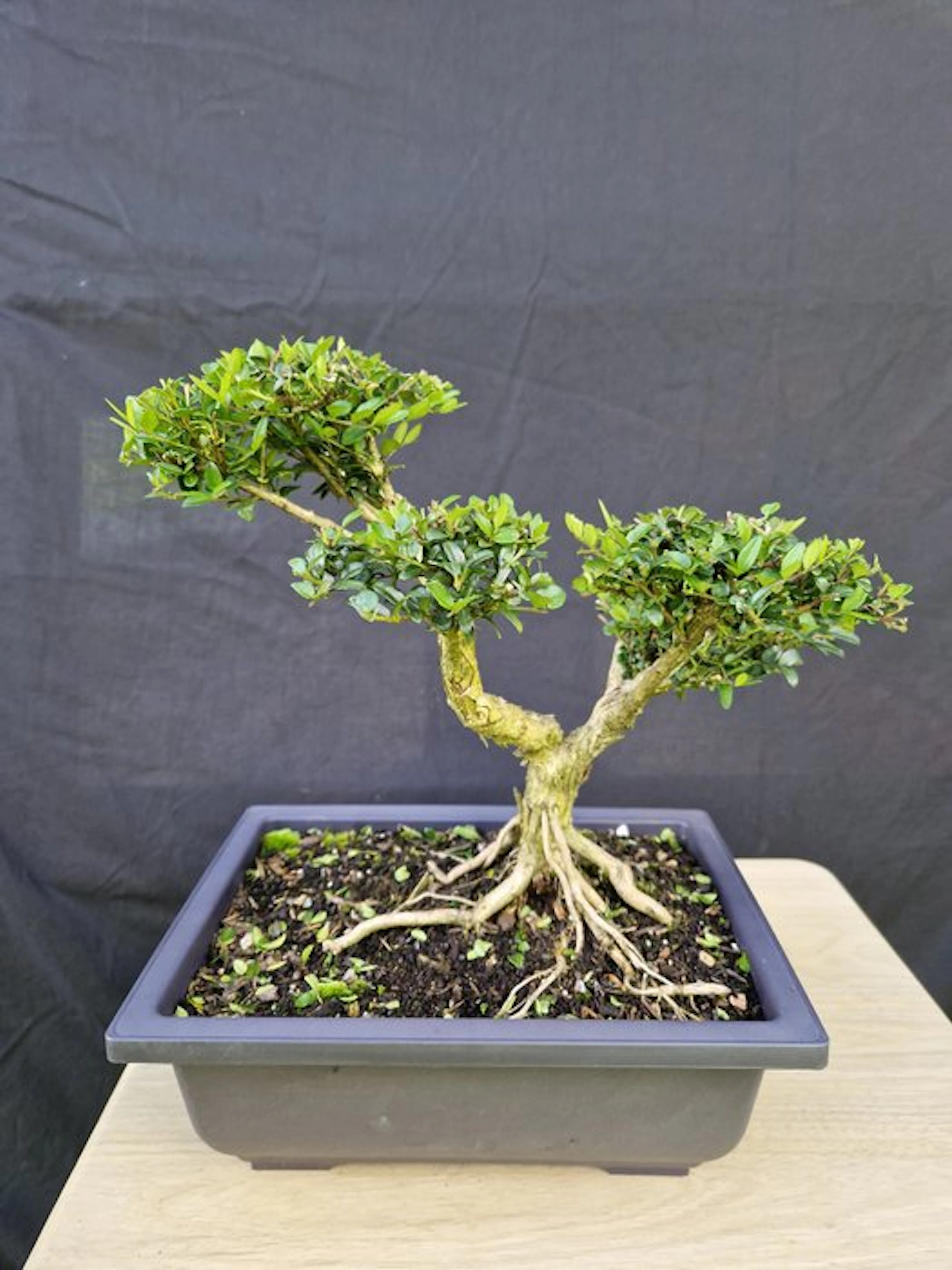 honeysuckle - Height (Tree): 29 cm - Depth (Tree): 36 cm - France