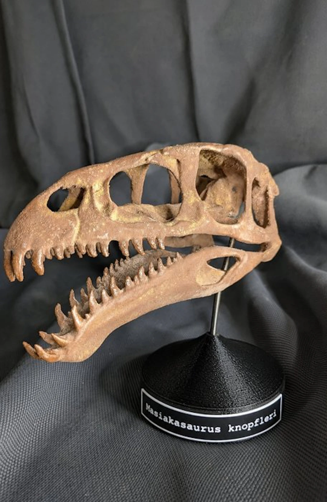 Fossil skull - Masiakasaurus knopfleri - Museum-Grade Replica - 25 cm - 16 cm