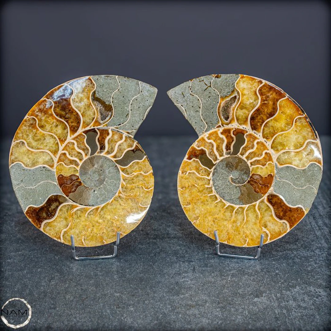 Natural ammonite pair with crystal druses - Polished...