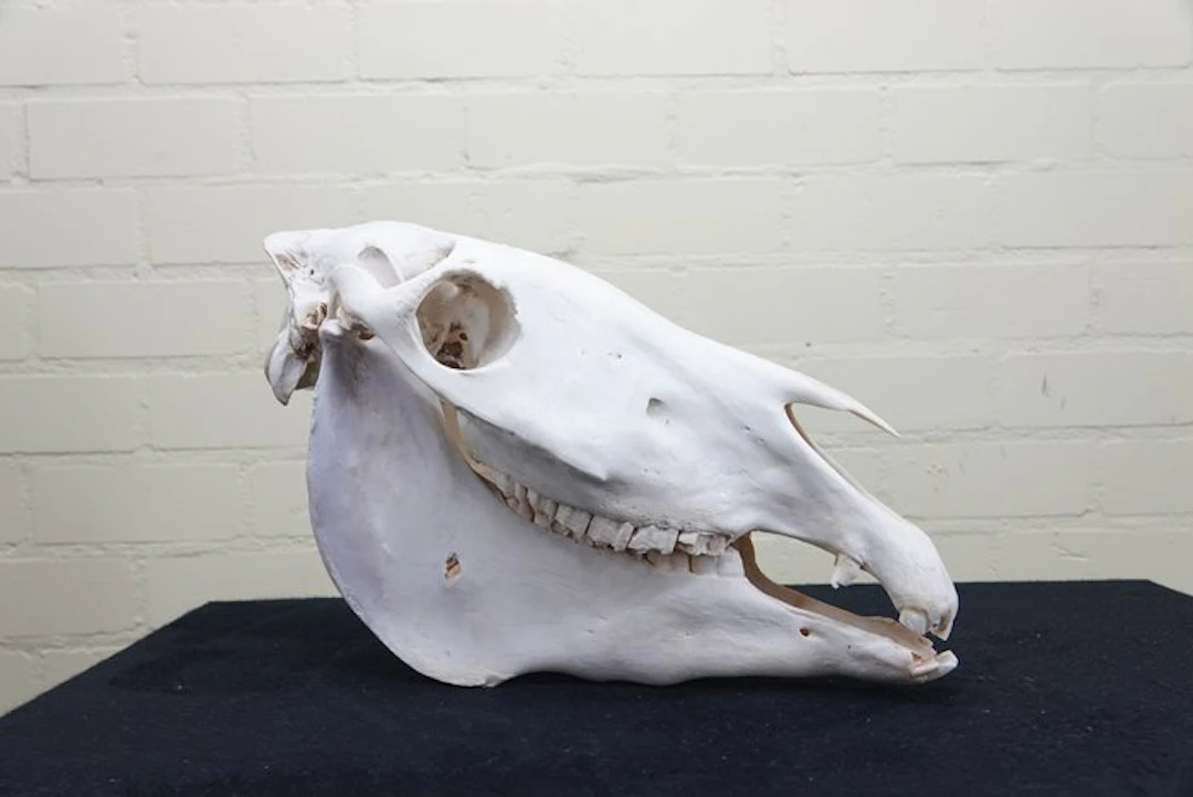 Plains Zebra Skull - Equus quagga - 0 cm - 0 cm - 44 cm- Non-CITES species