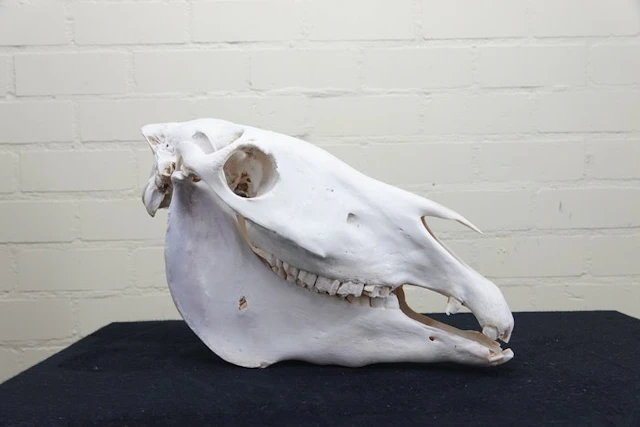 Plains Zebra Skull - Equus quagga - 0 cm - 0 cm - 44 cm- Non-CITES species