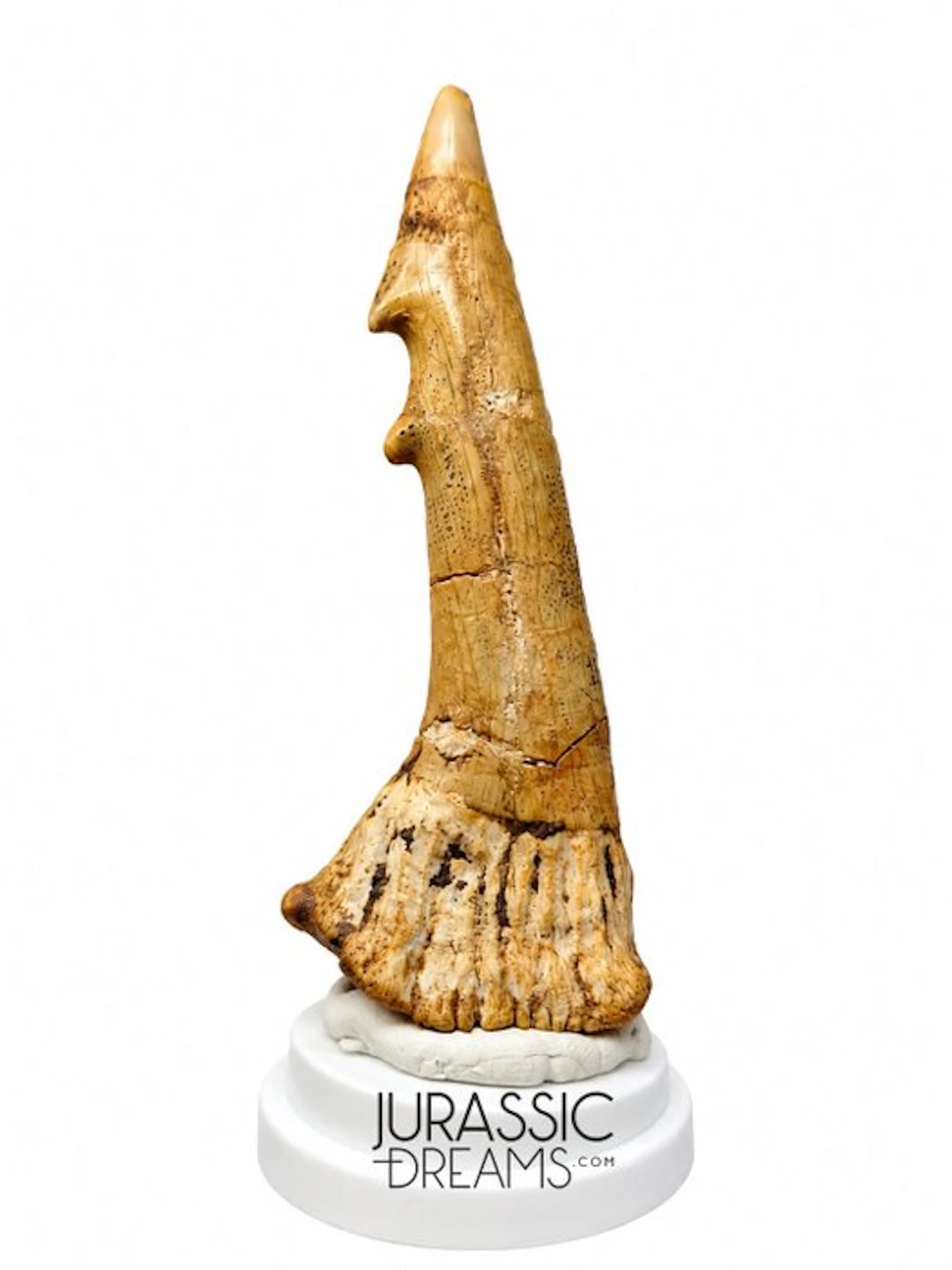 Rare pathological double-barbed rostral denticle of...