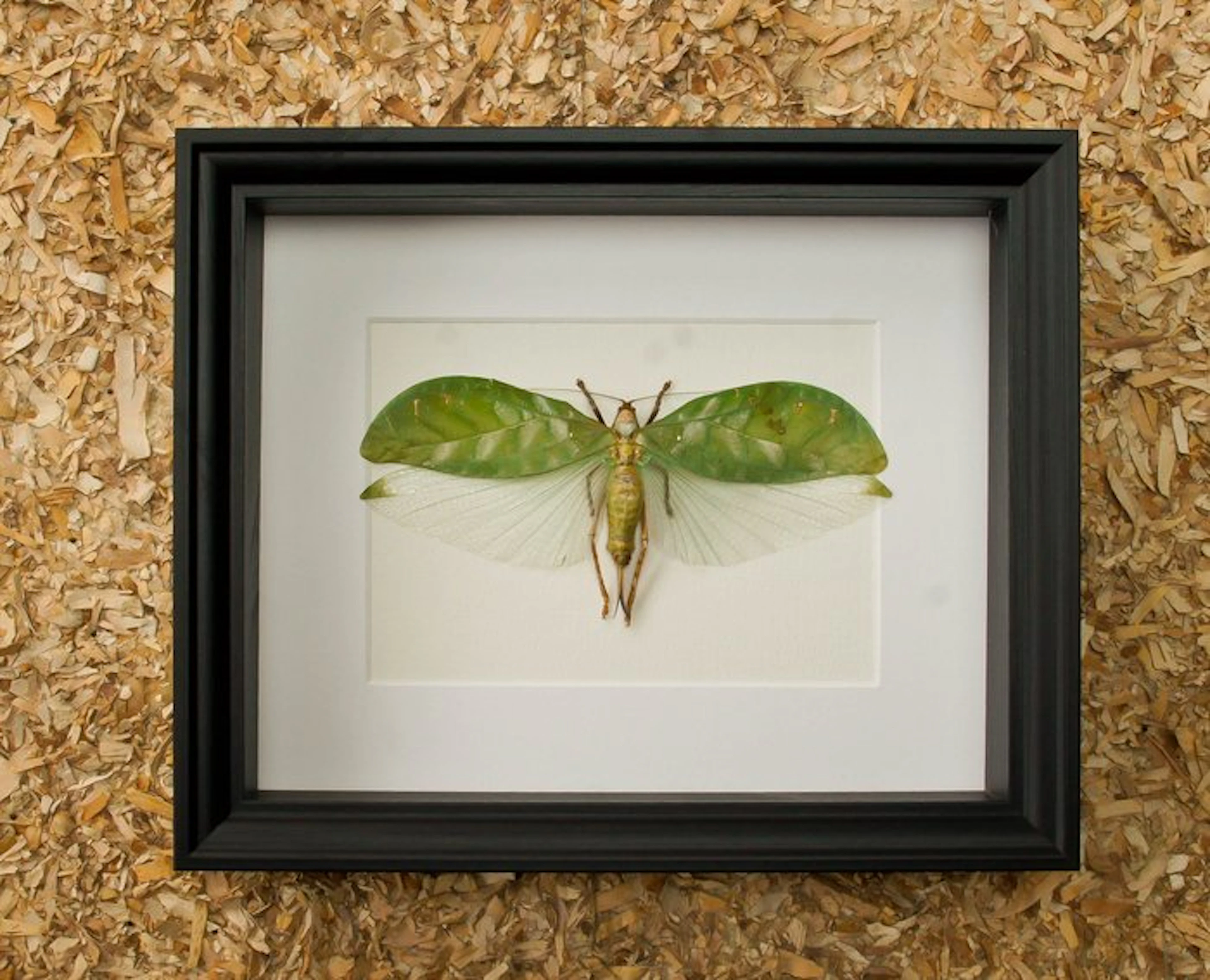 Bush Cricket - in frame Taxidermy full body mount...