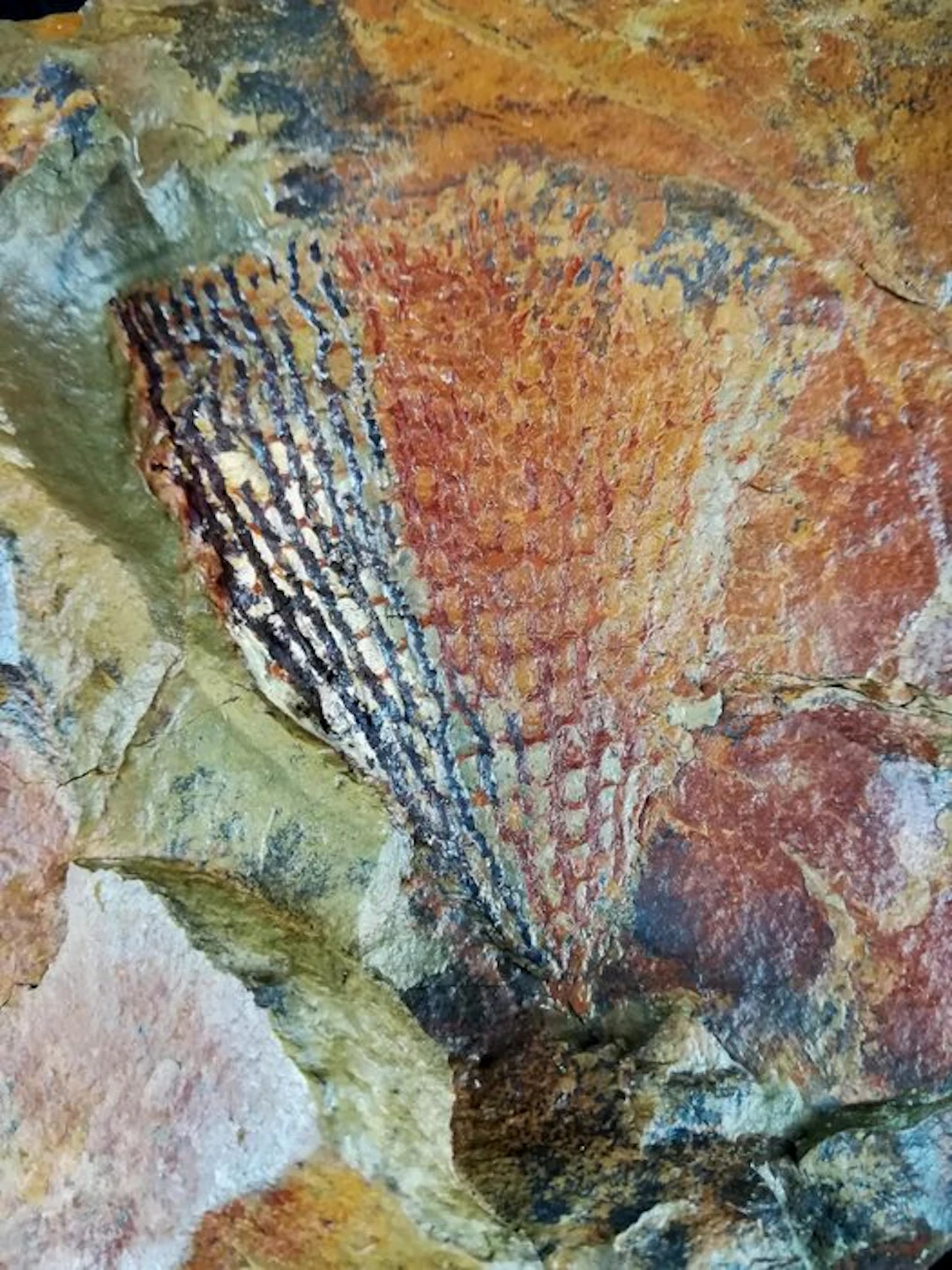 Spectacular graptolite with extraordinary preservation!!!...