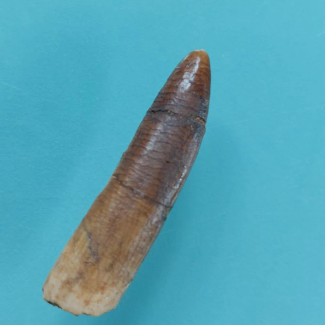 Rare tooth from Rebbachisaurus