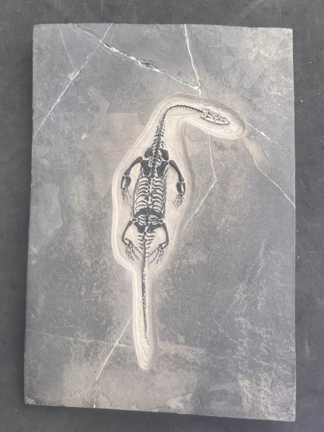 Marine reptile - Fossilised animal - Fossile de...