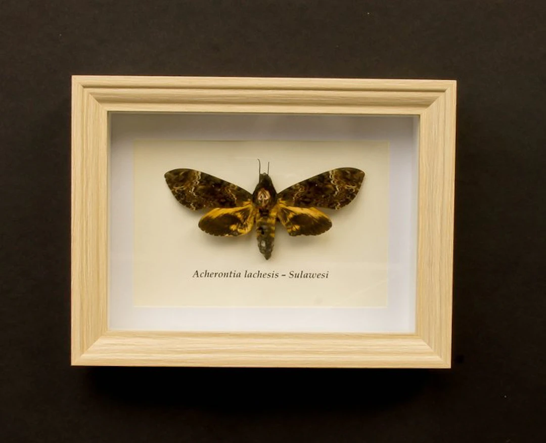 Death's-head hawkmoth Taxidermy full body mount...