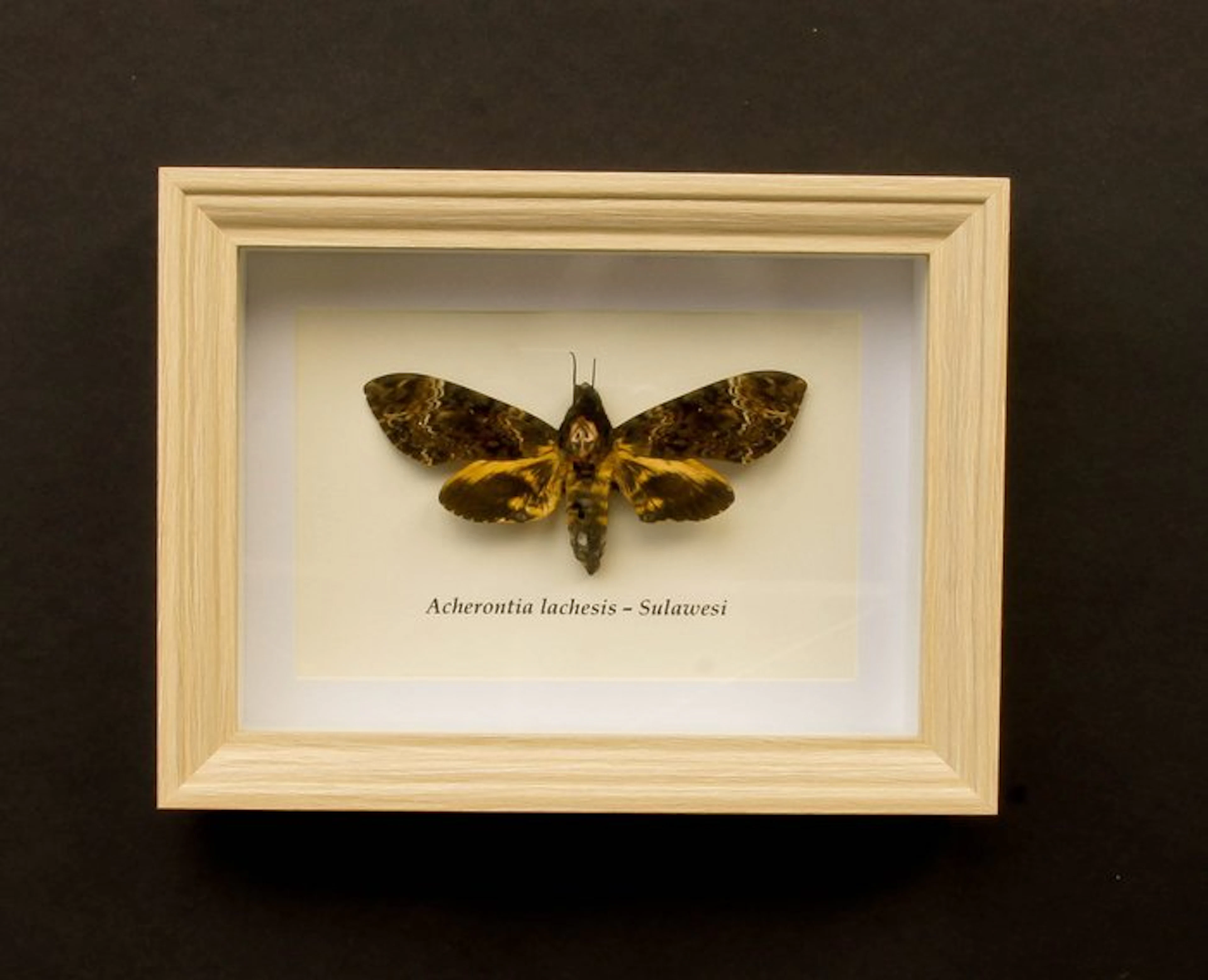 Death's-head hawkmoth Taxidermy full body mount...