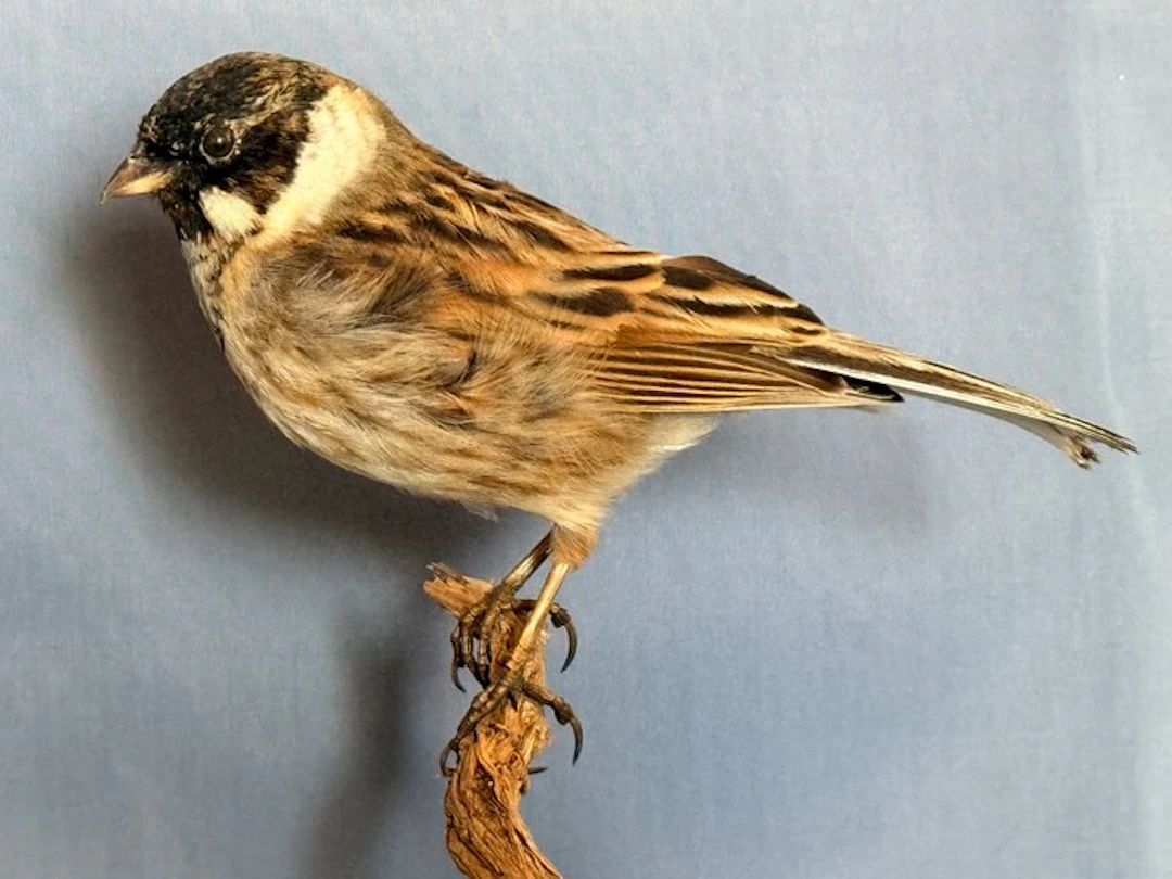 Marsh Wren Taxidermy full body mount - Emberiza...