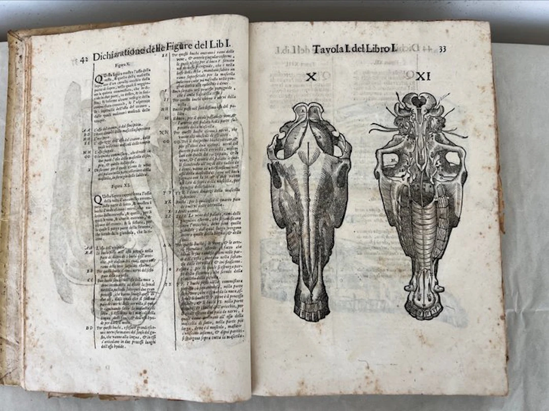 Carlo Ruini - Anatomia del cavallo