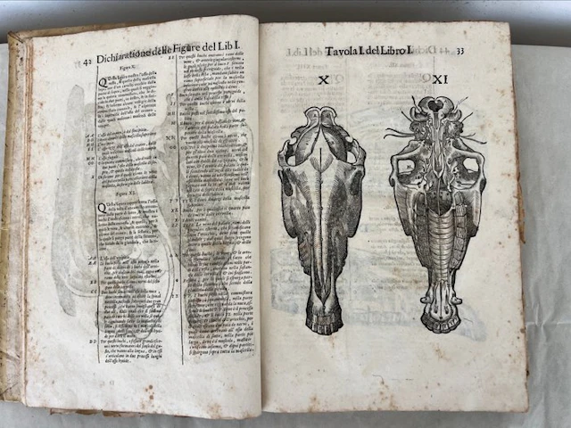 Carlo Ruini - Anatomia del cavallo