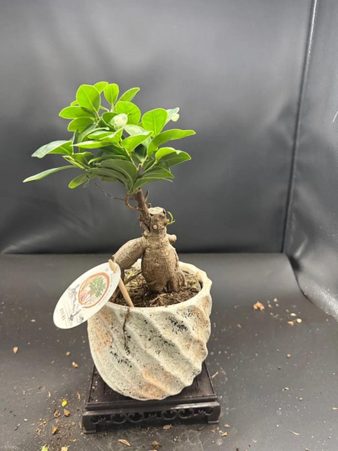 Ficus Ginseng - Height (Tree): 22 cm - Depth (Tree): 12 cm - Netherlands