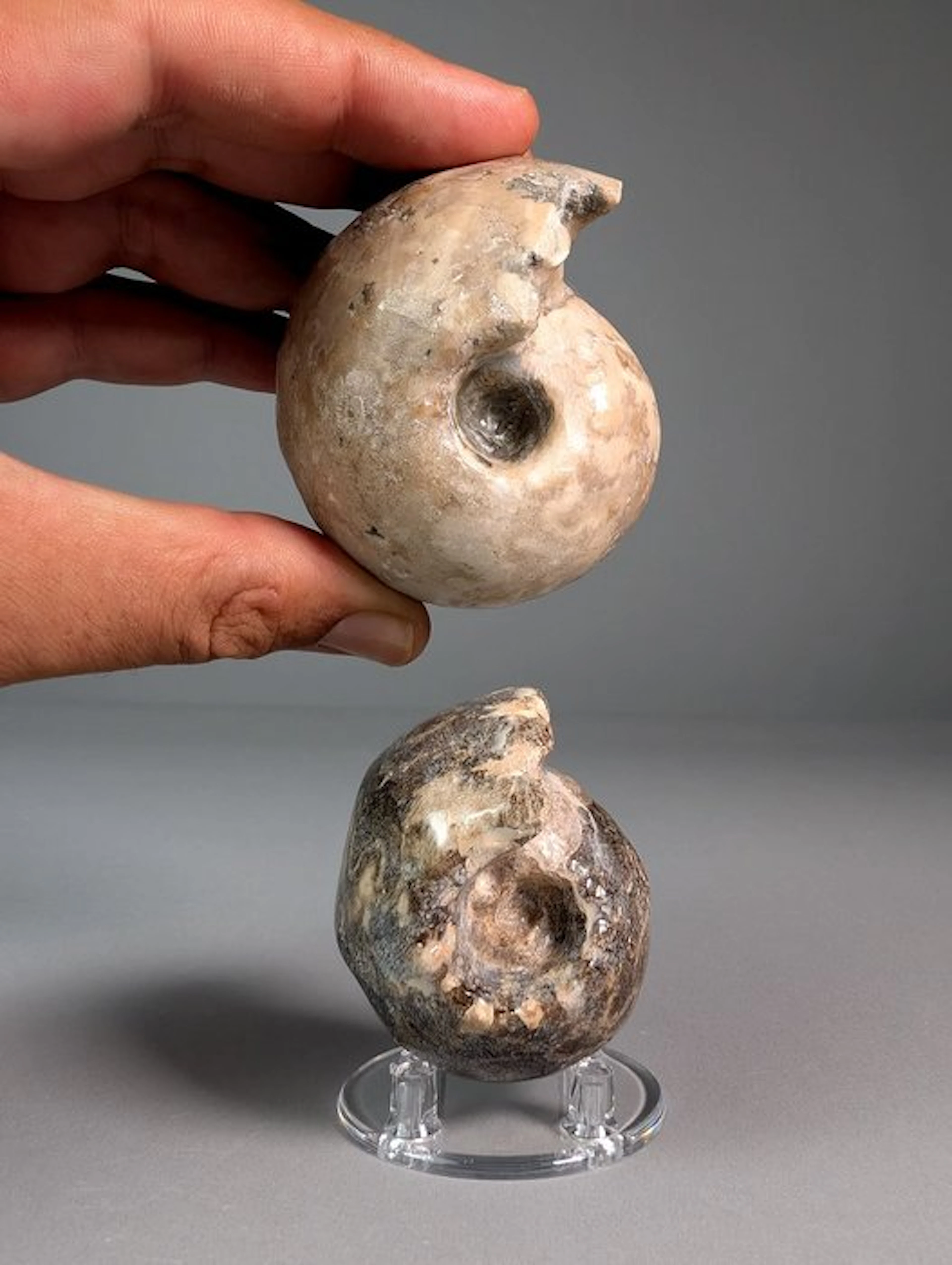 Pair of Turonian ammonites - Fossilised shell - Fagesia sp