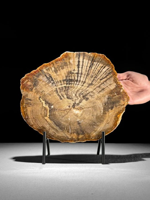 Gorgeous Slice of Petrified Wood on a custom stand...