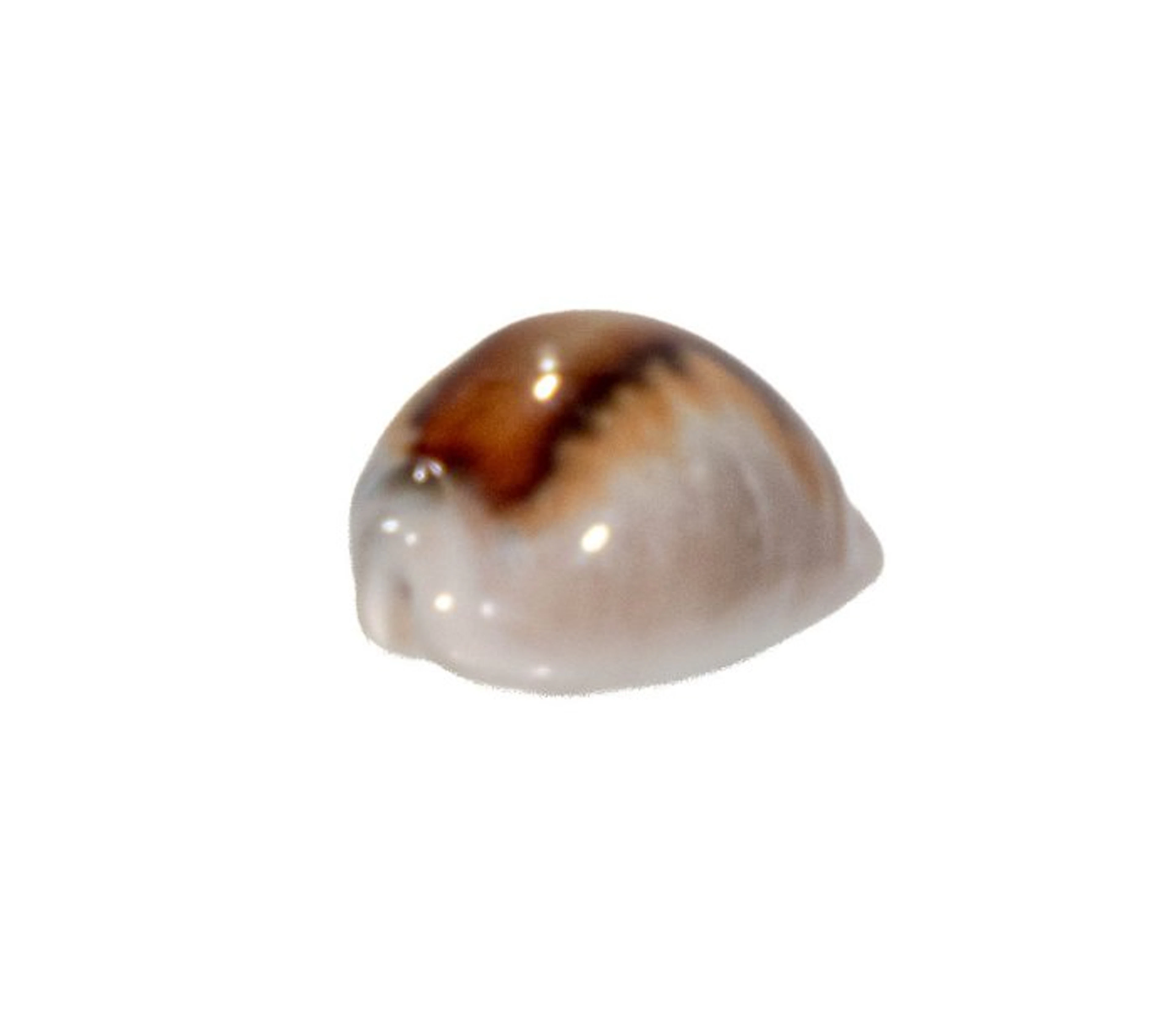 Rarity: Neobernaya spadicea 40mm | Top condition (GEM...