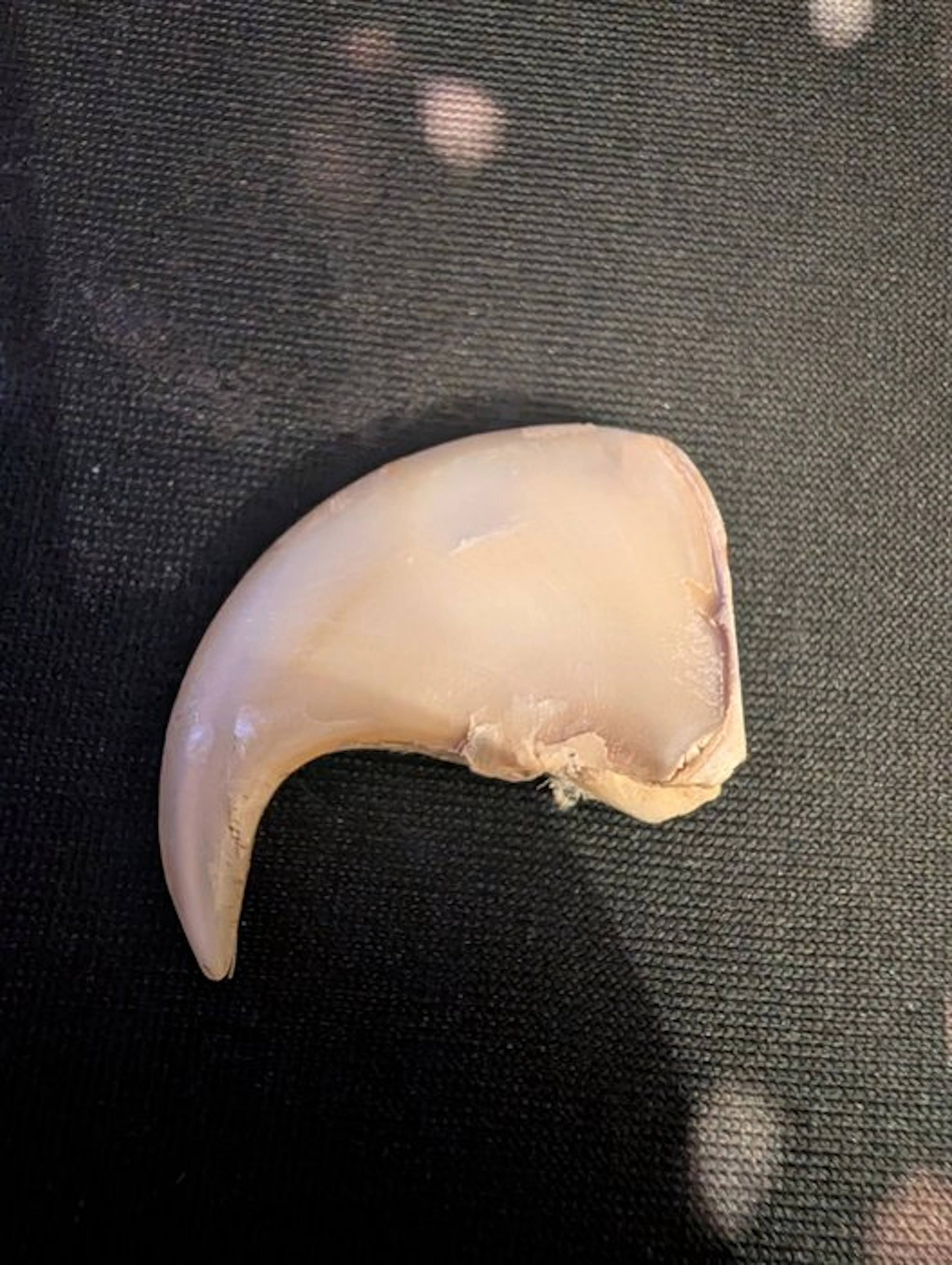 African Lion Claw Bone - Panthera leo - 25 mm - 35 mm...