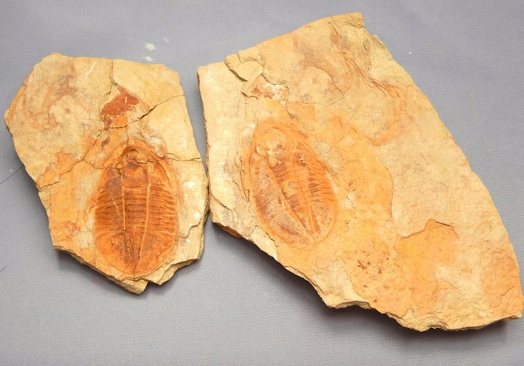 Trilobite - Fossilised animal - Asaphellus (Positive & negative) - 4.5 cm