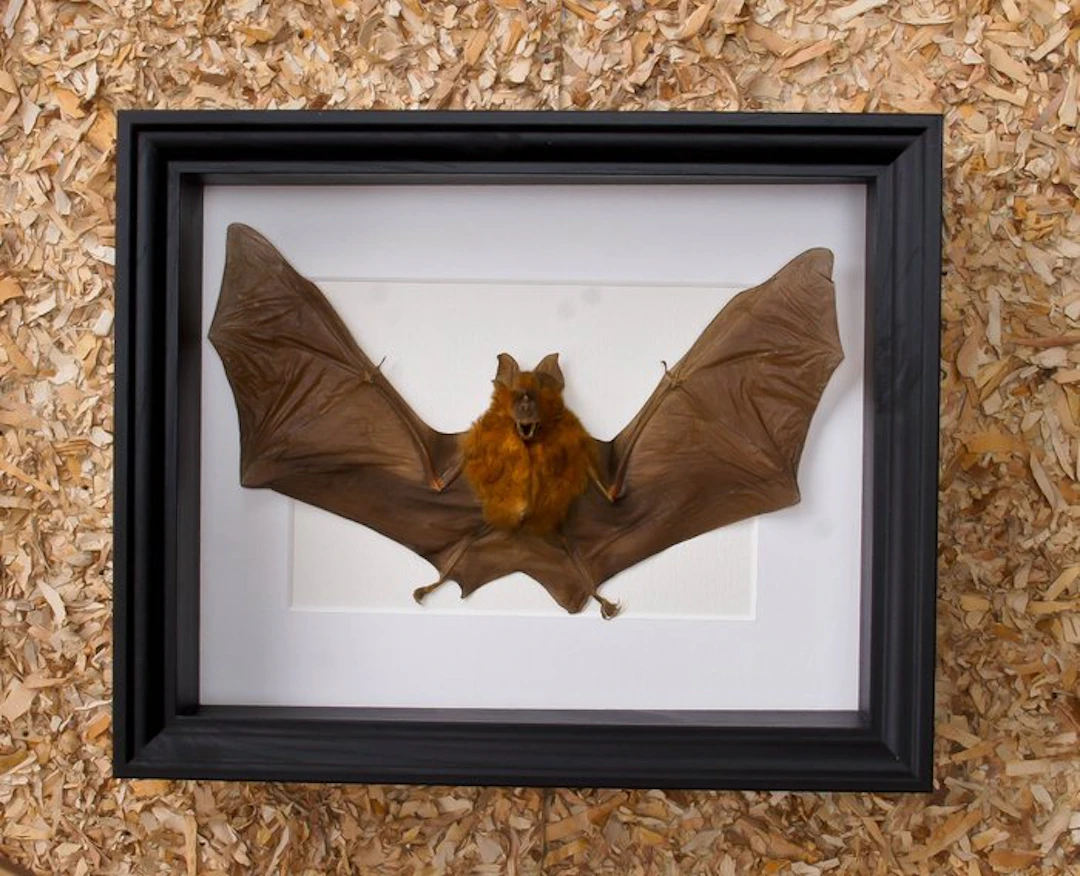 Painted Vesper Bat - framed Taxidermy full body mount...