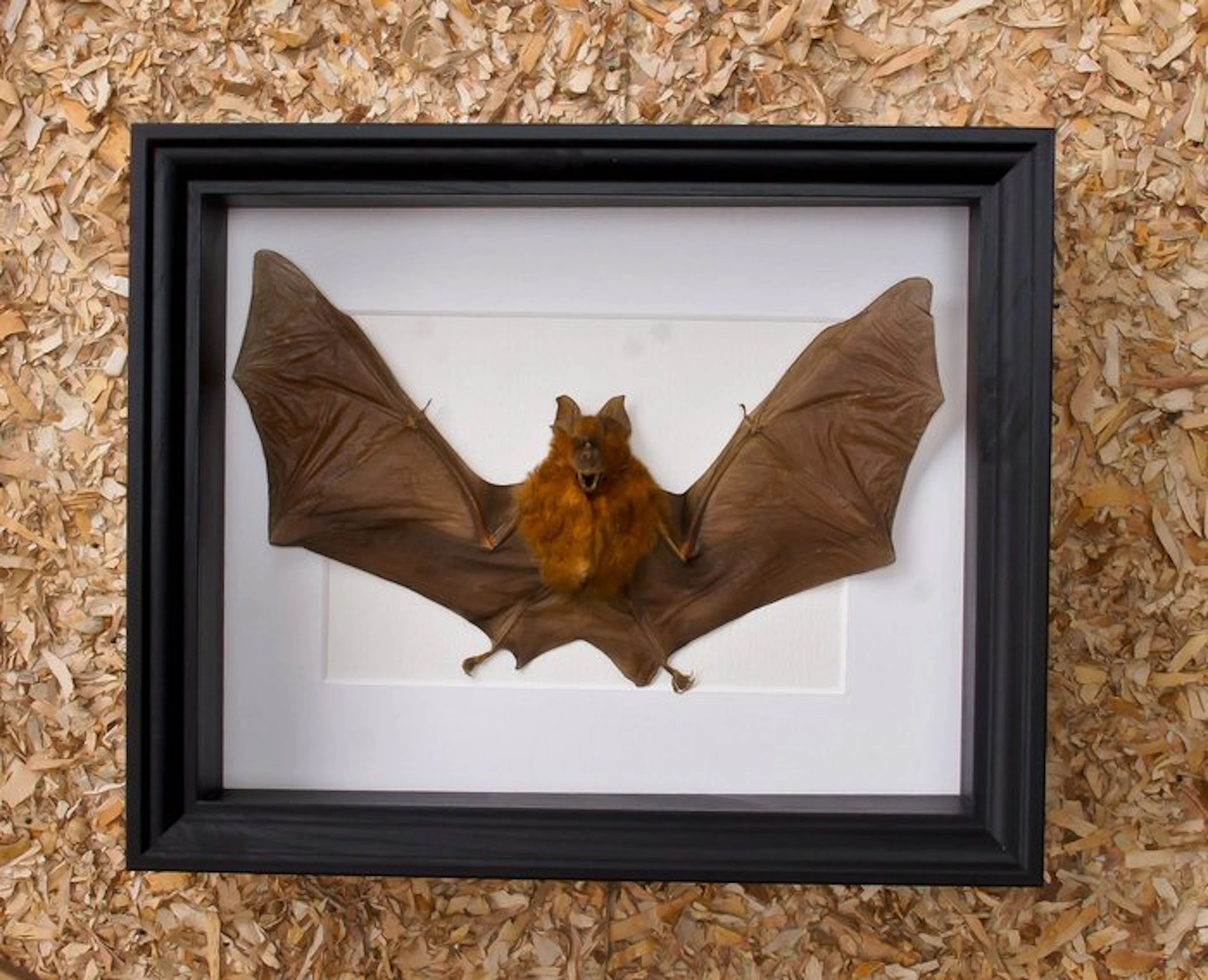 Painted Vesper Bat - framed Taxidermy full body mount...