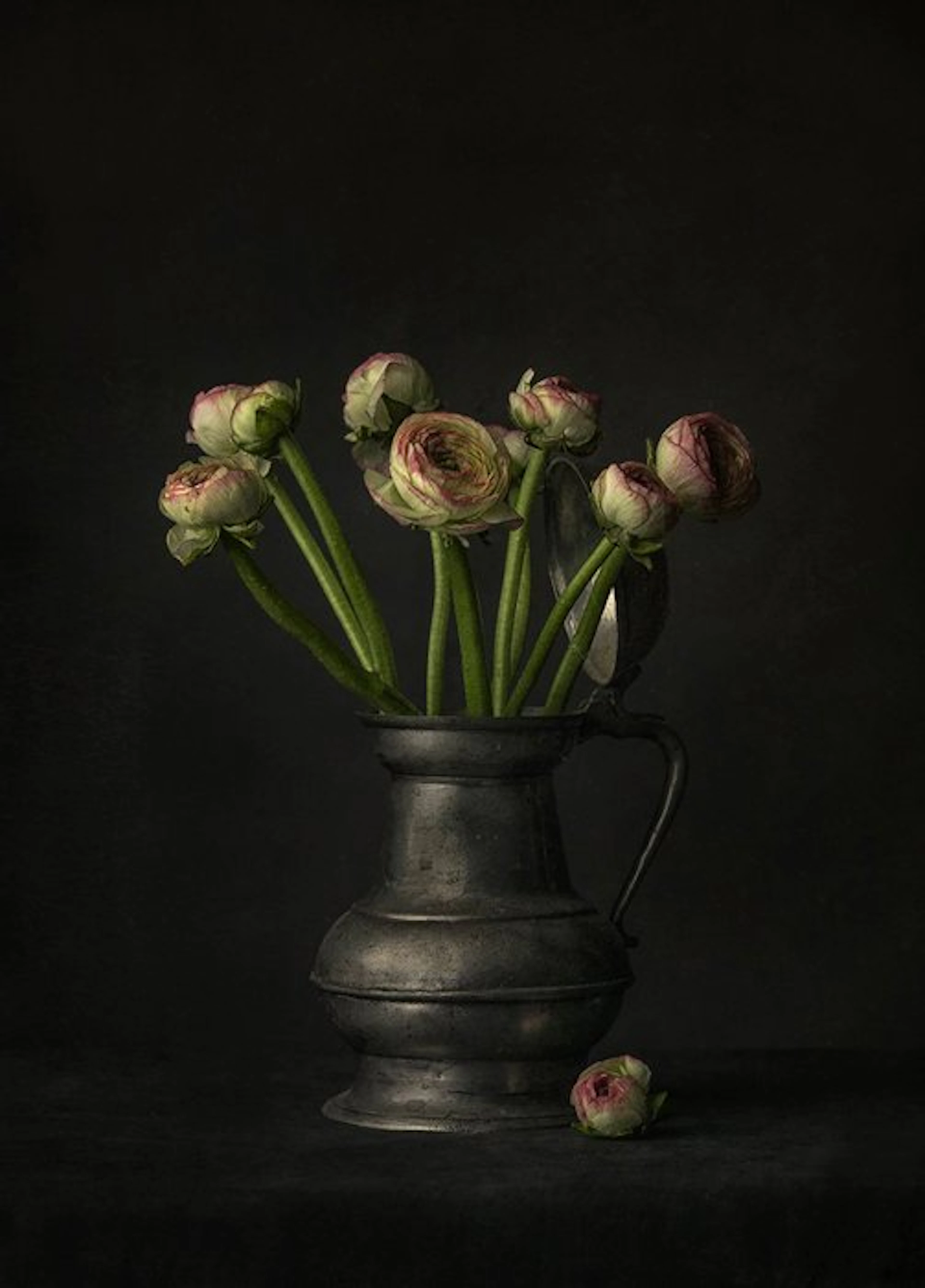 Tessa Posthuma de Boer - Ranunculus #4