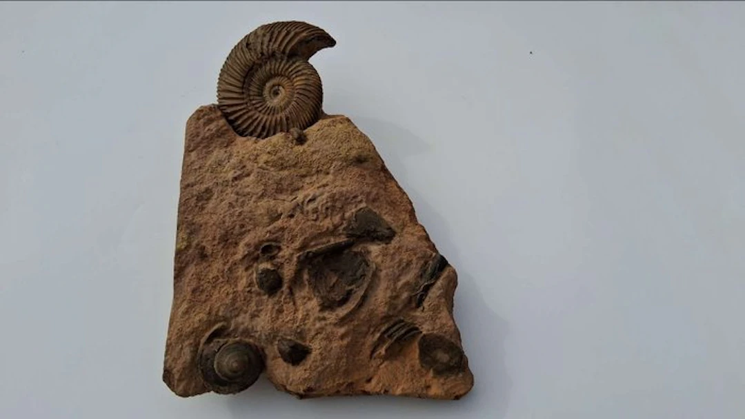 Ammonite - Fossil mortality plate - 4 cm - 14 cm (No reserve price)