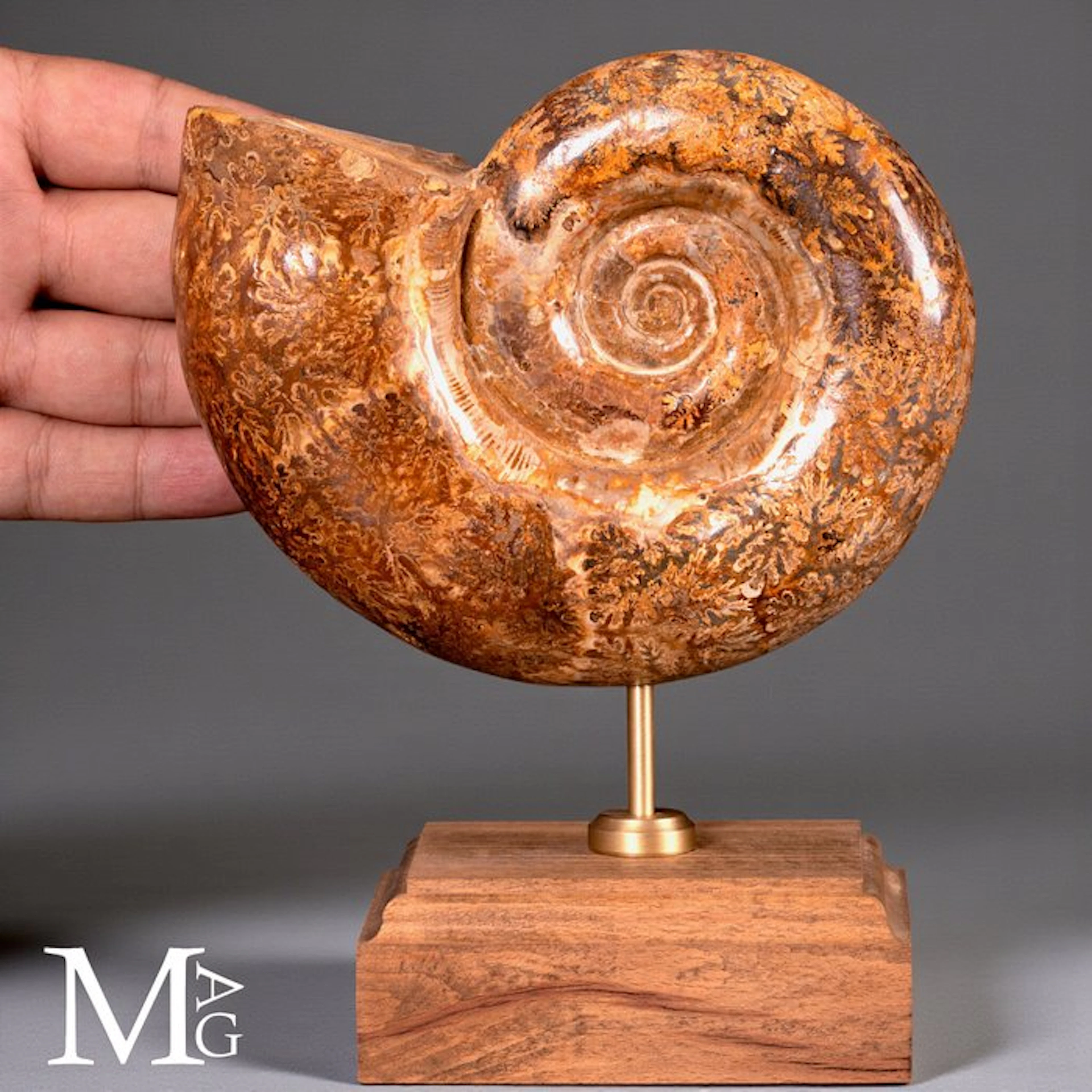 Harmonious Spiral - Lytoceras – Fossil Ammonite on Wooden Base