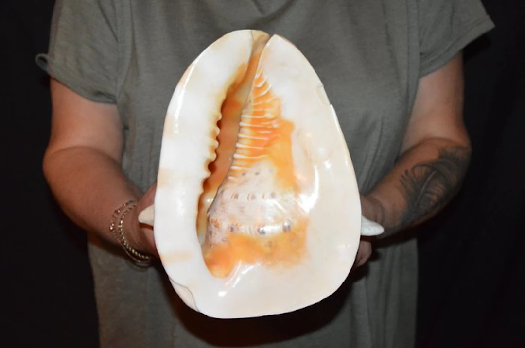Sea Snail Sea shell - S-581 CASSIS CORNUTA (No reserve price)