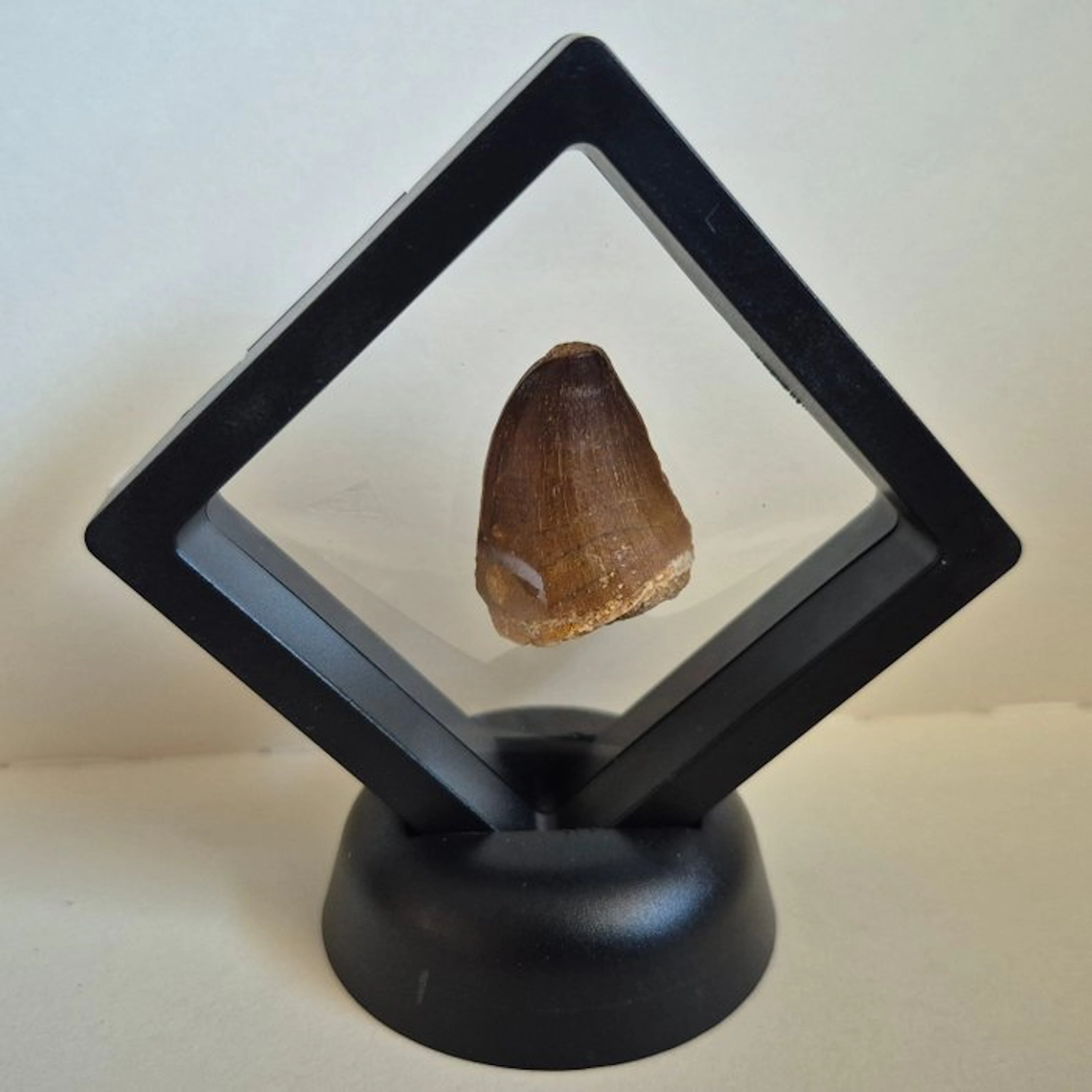 Mosasaur - Fossil tooth - 4.5 cm - 2 cm (No reserve price)